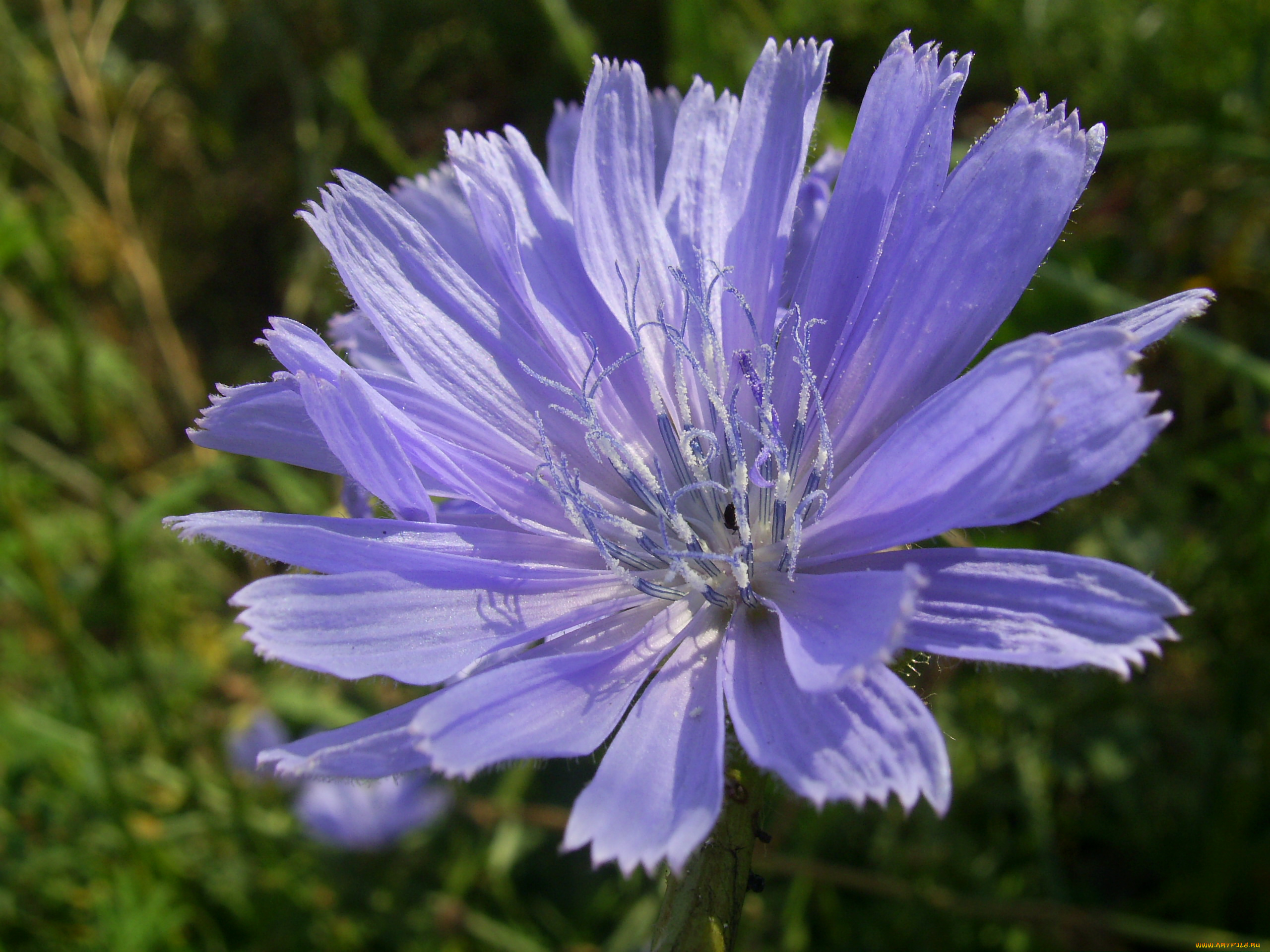 цветы, луговые, полевые