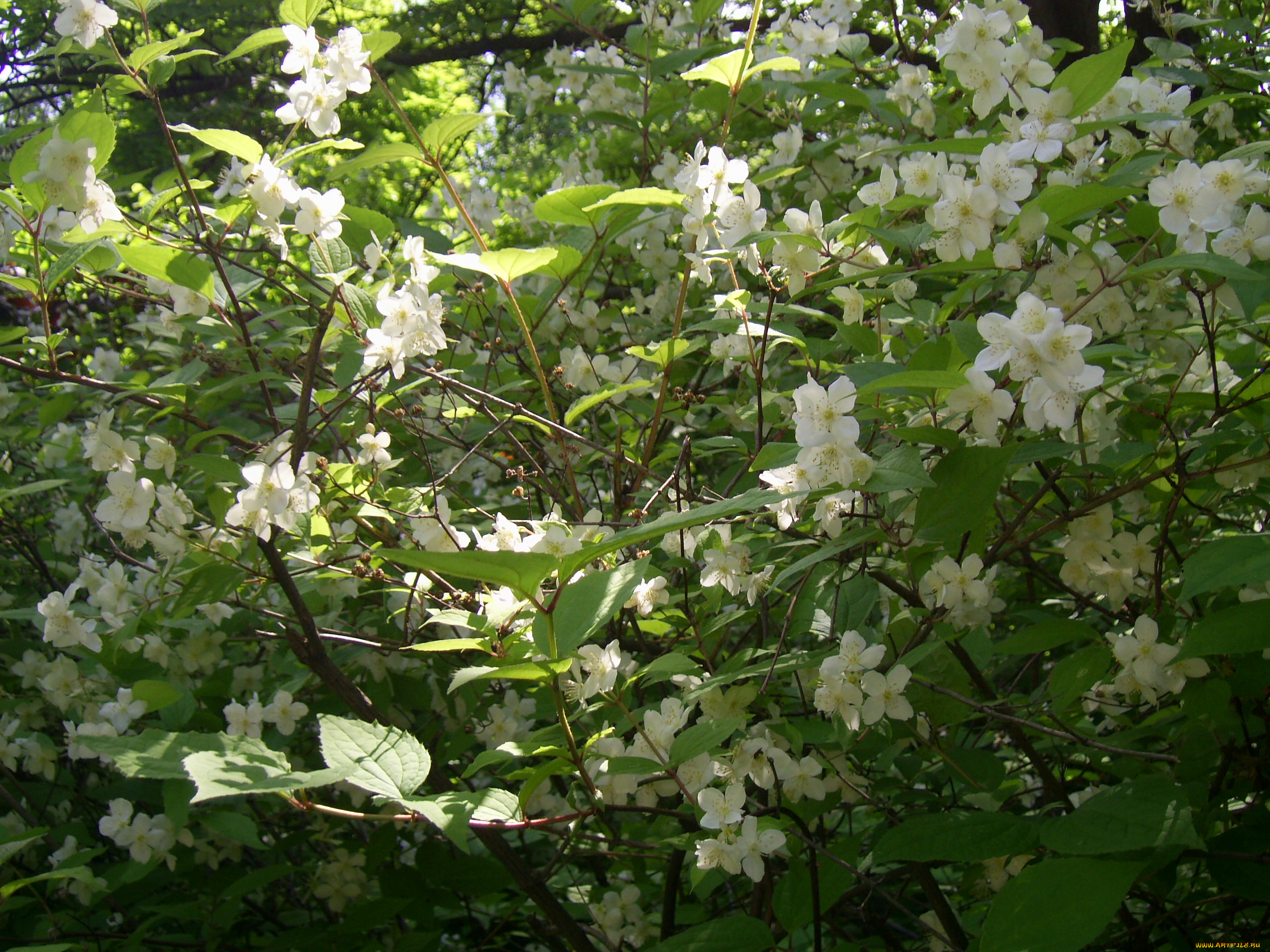 цветы, жасмин