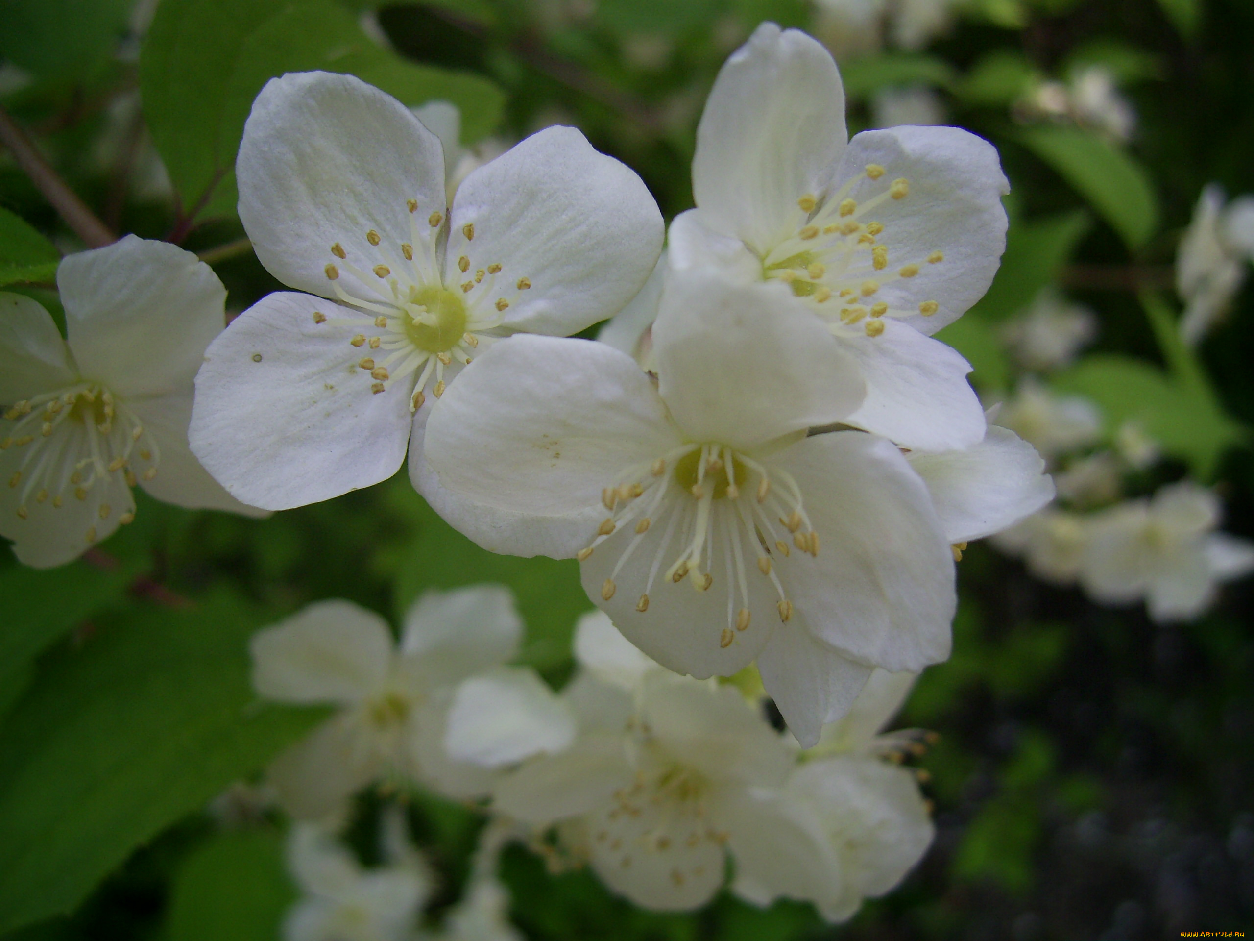 цветы, жасмин