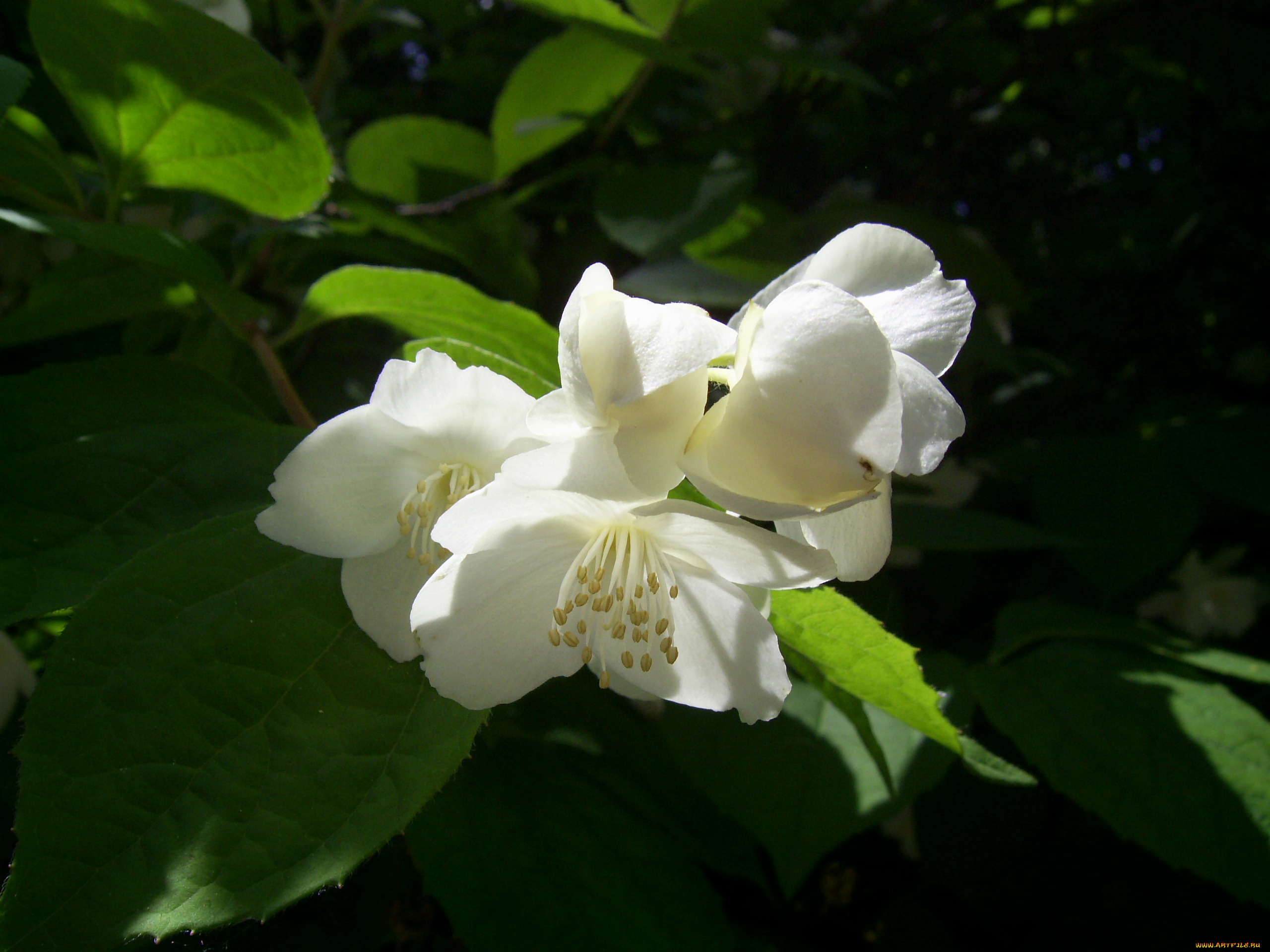 цветы, жасмин