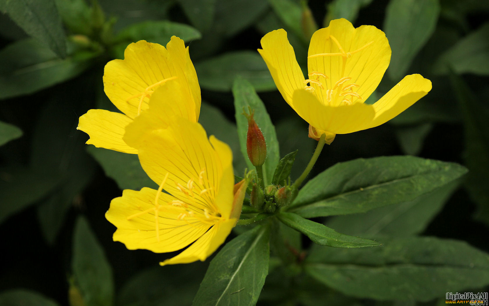 цветы, луговые, полевые, темный, желтый