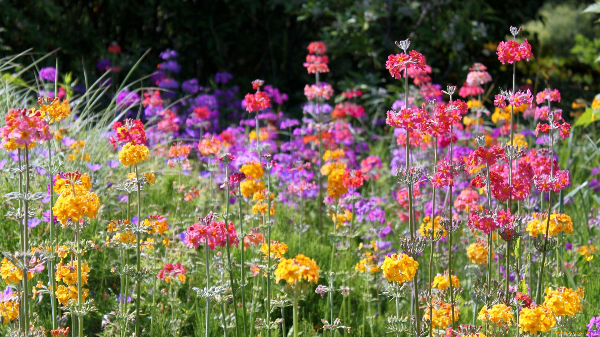 цветы, лантана, вербена, сиреневый, желтый, розовый