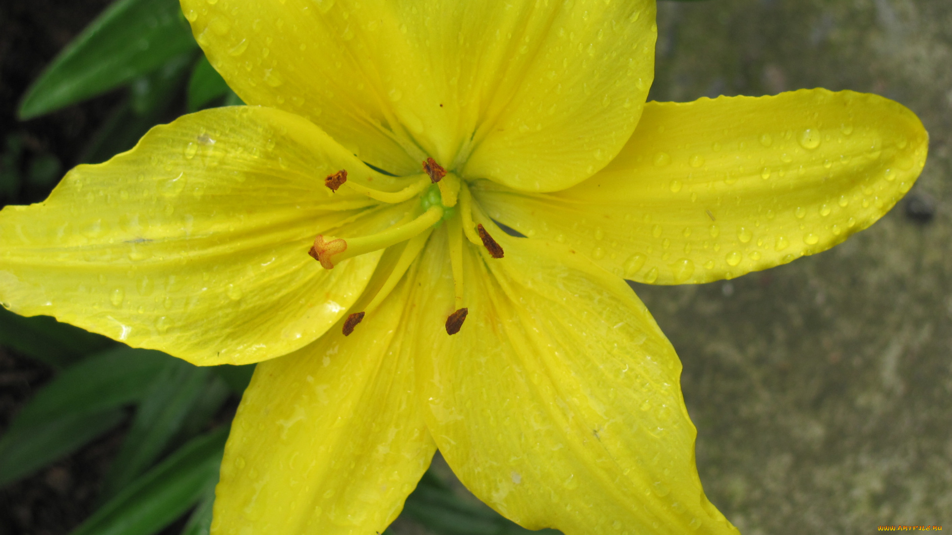 цветы, лилии, лилейники, капли, воды, желтый, цветок
