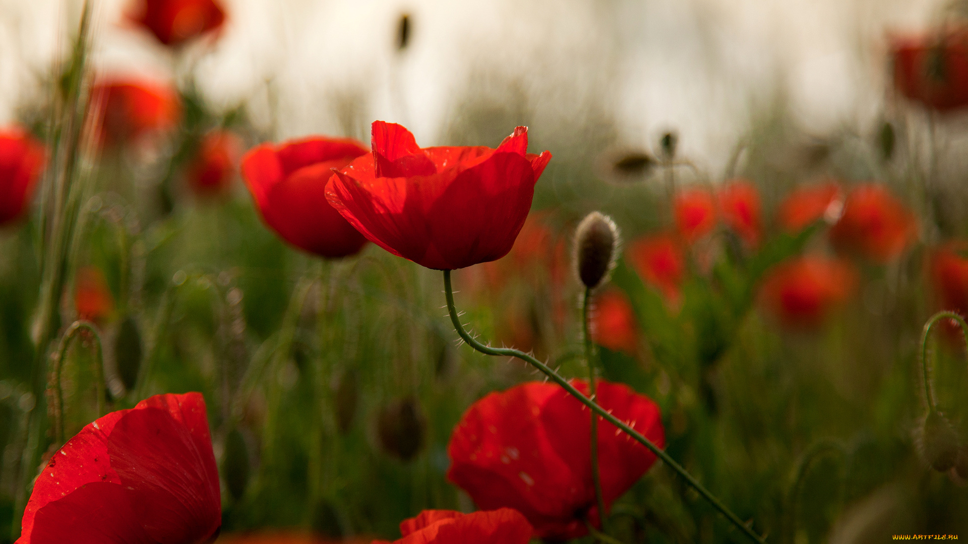 цветы, маки