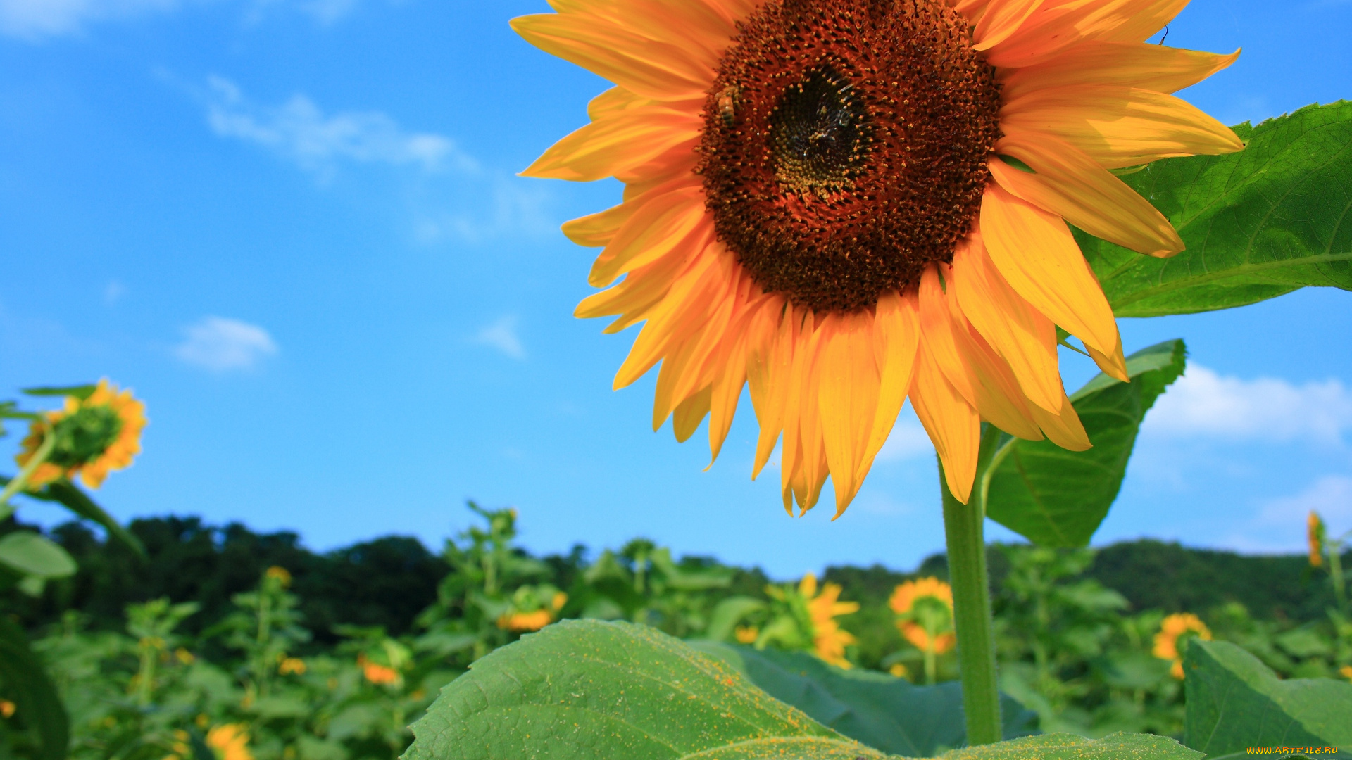 цветы, подсолнухи