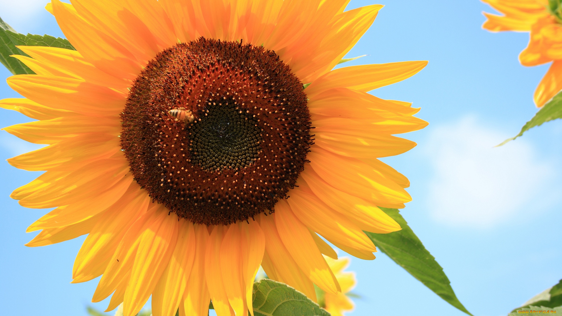 цветы, подсолнухи, пчела