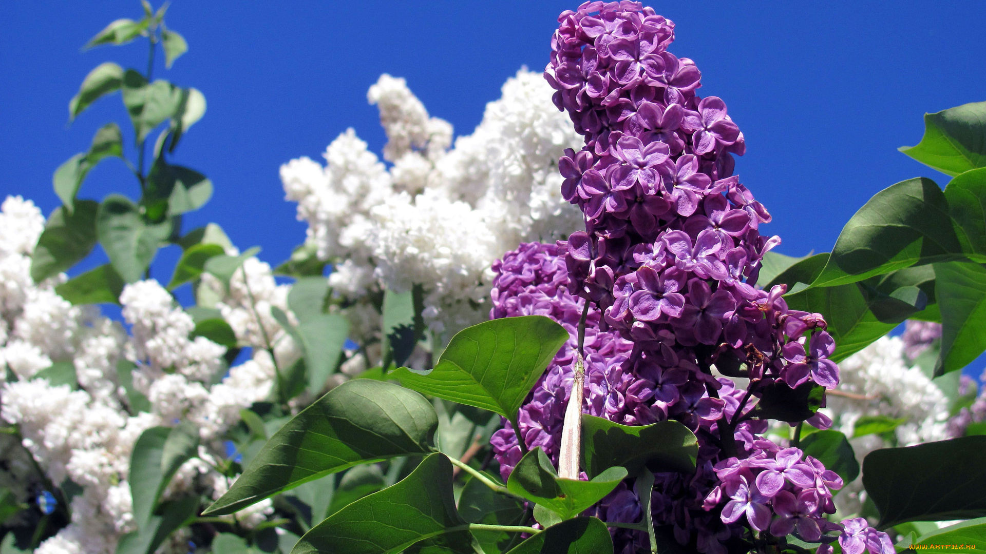 цветы, сирень, лиловая