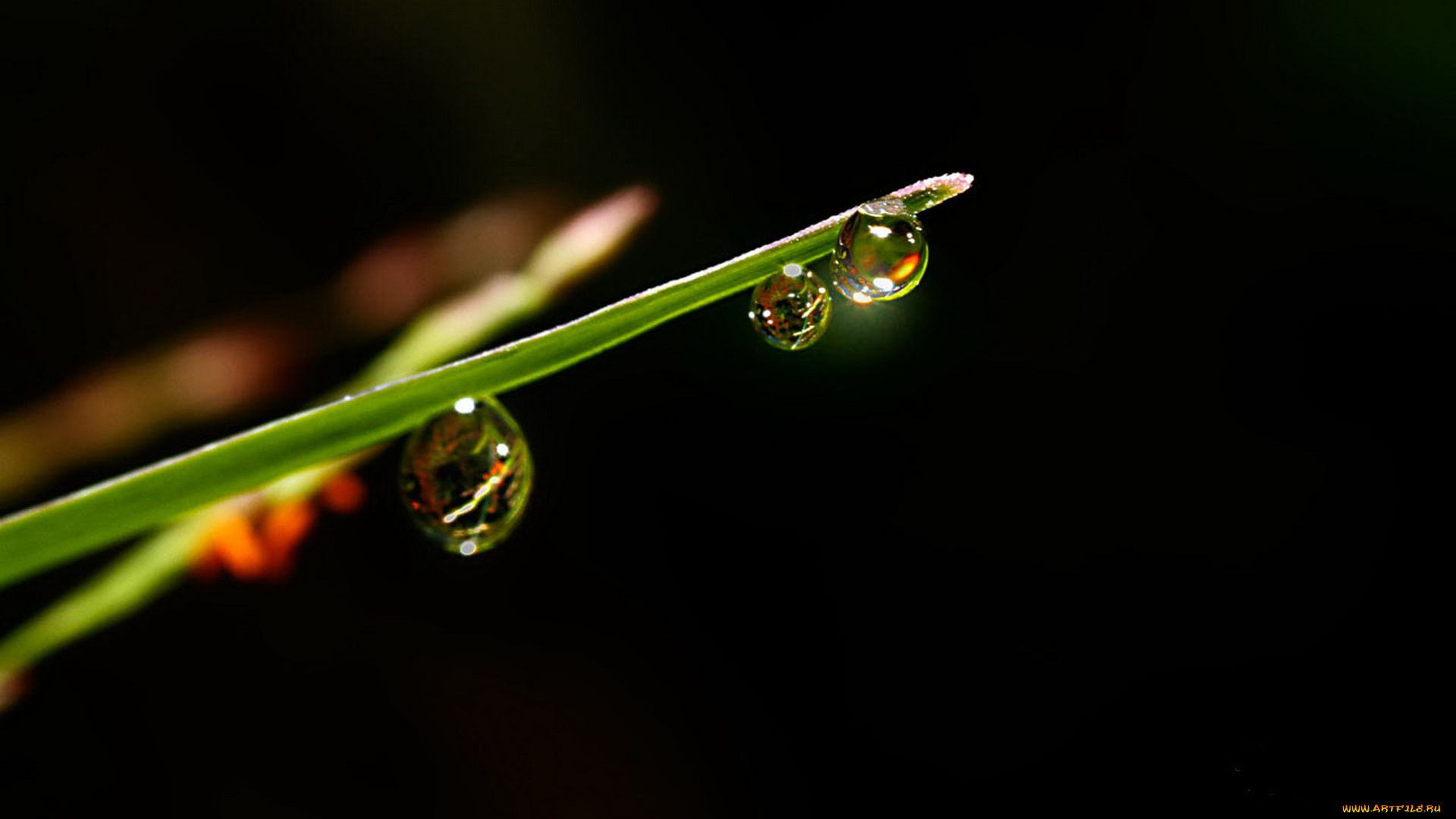 природа, макро, капли, вода