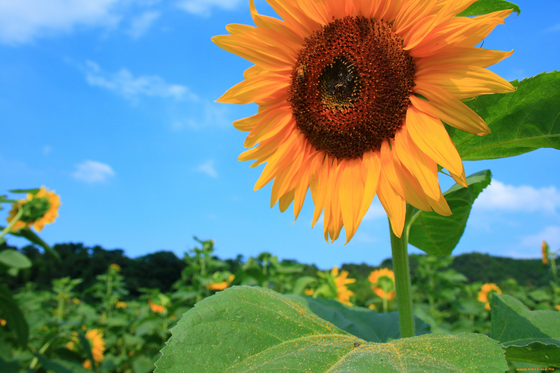цветы, подсолнухи