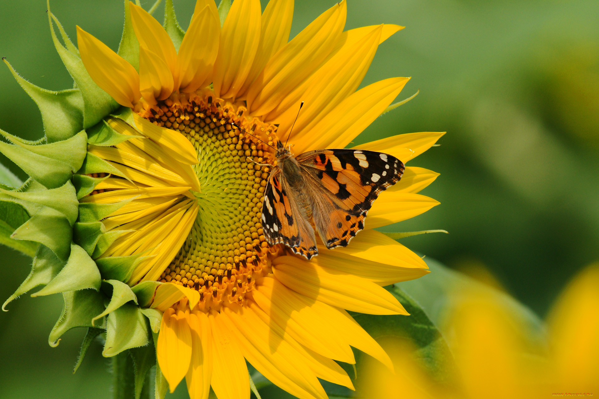 цветы, подсолнухи, бабочка