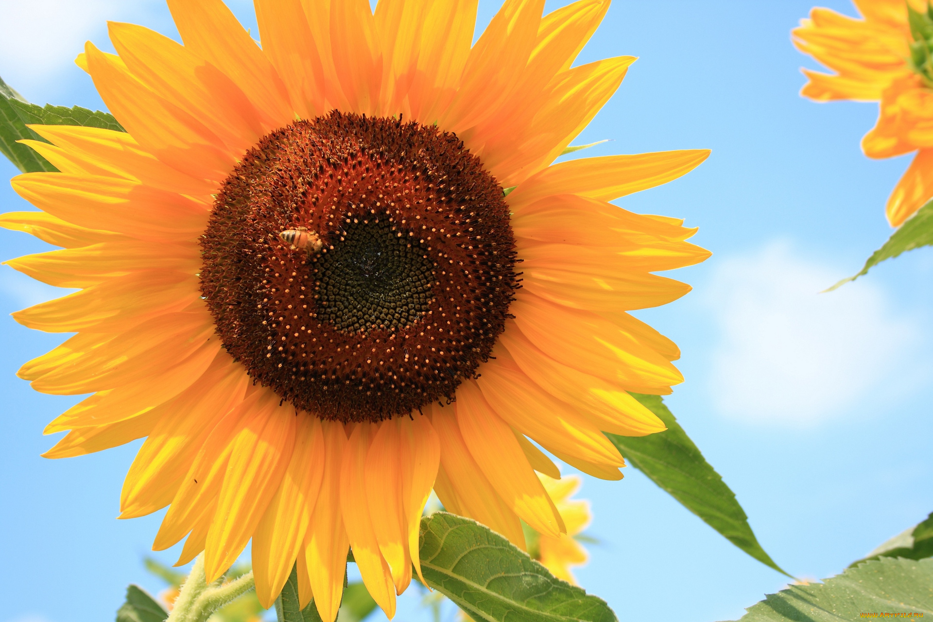 цветы, подсолнухи, пчела