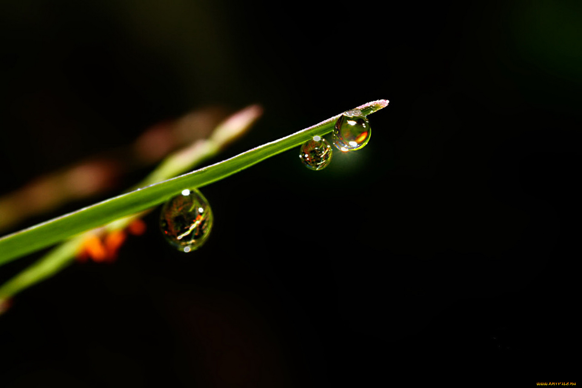 природа, макро, капли, вода