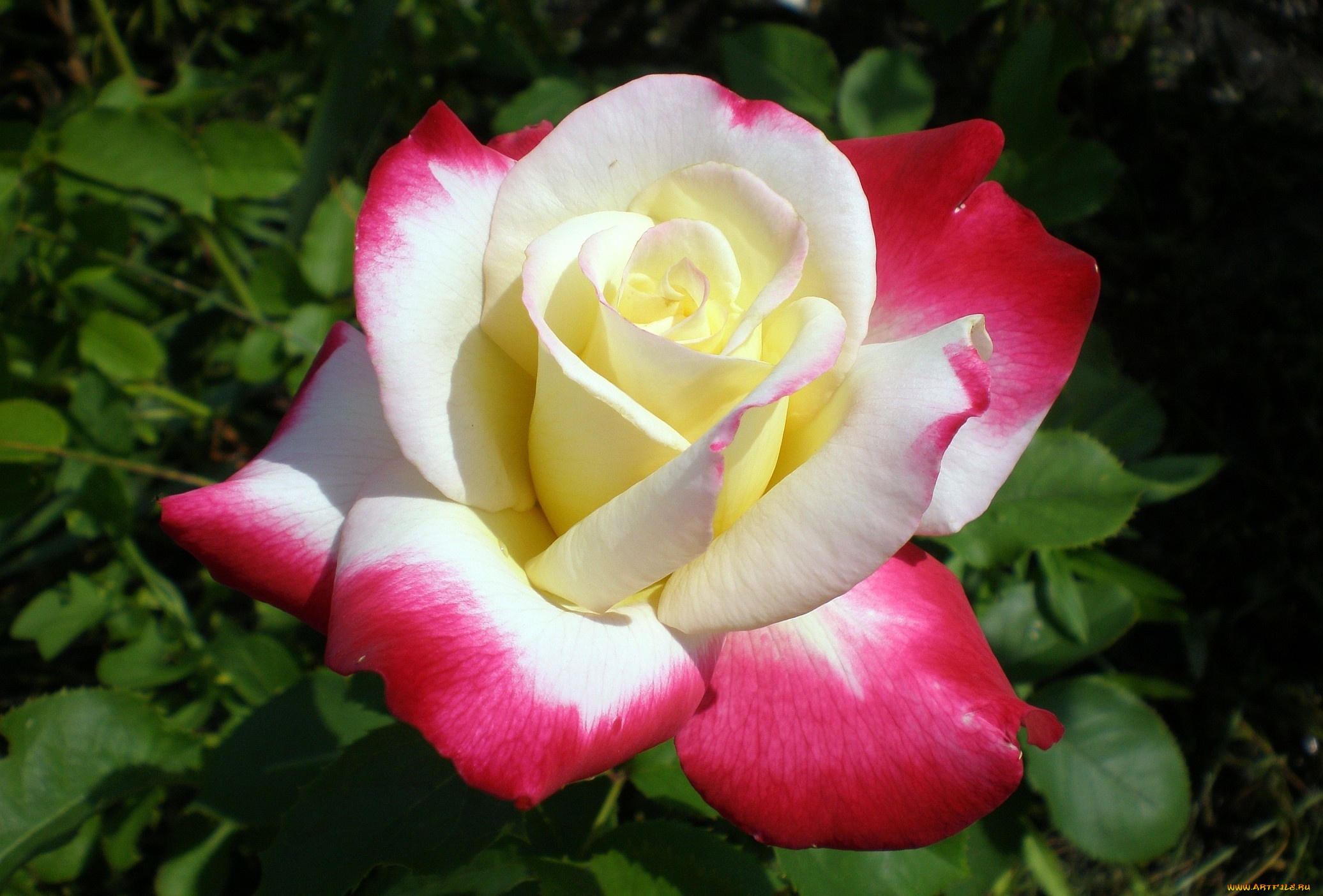 цветы, розы, разноцветный