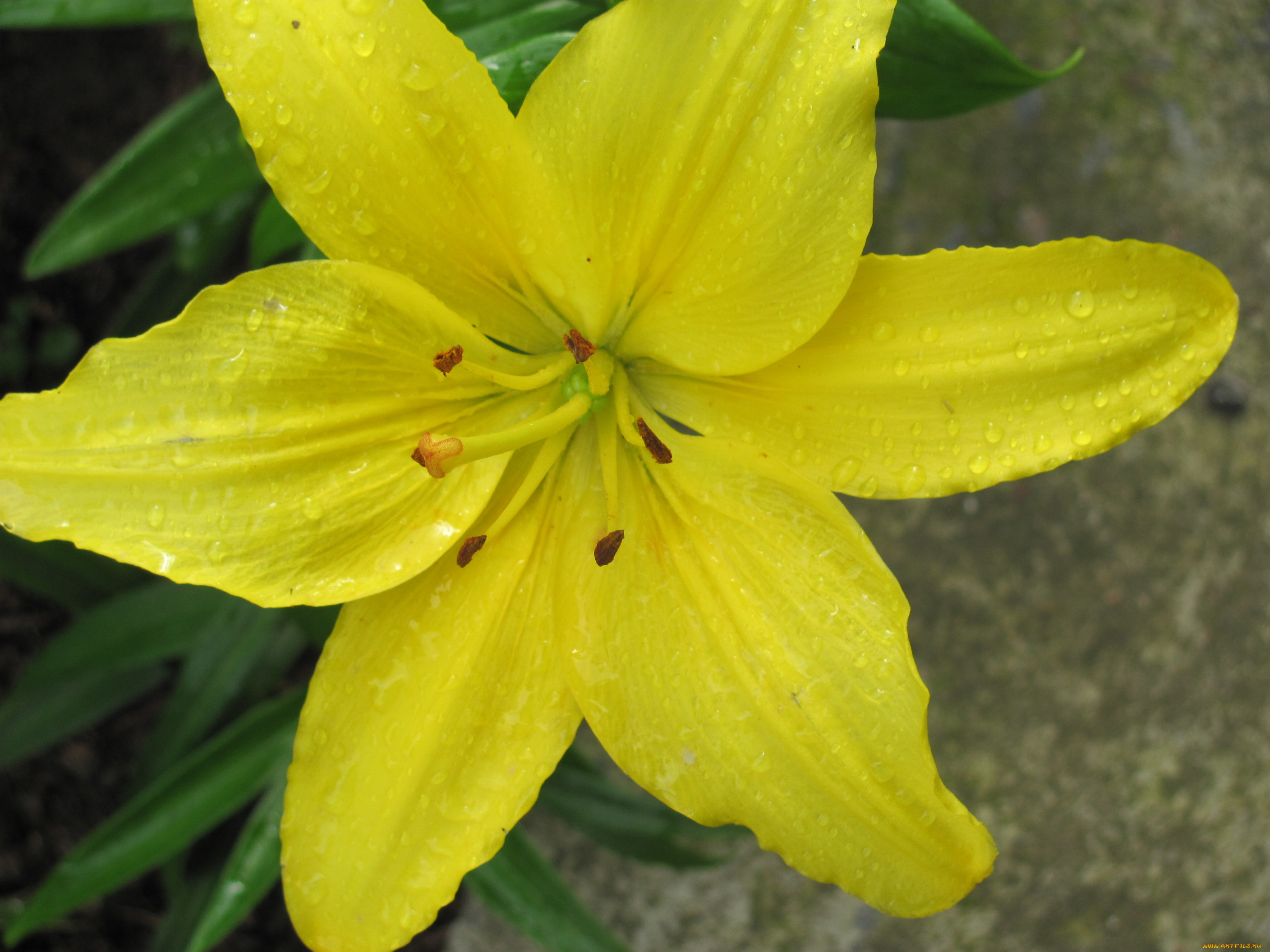 цветы, лилии, лилейники, капли, воды, желтый, цветок