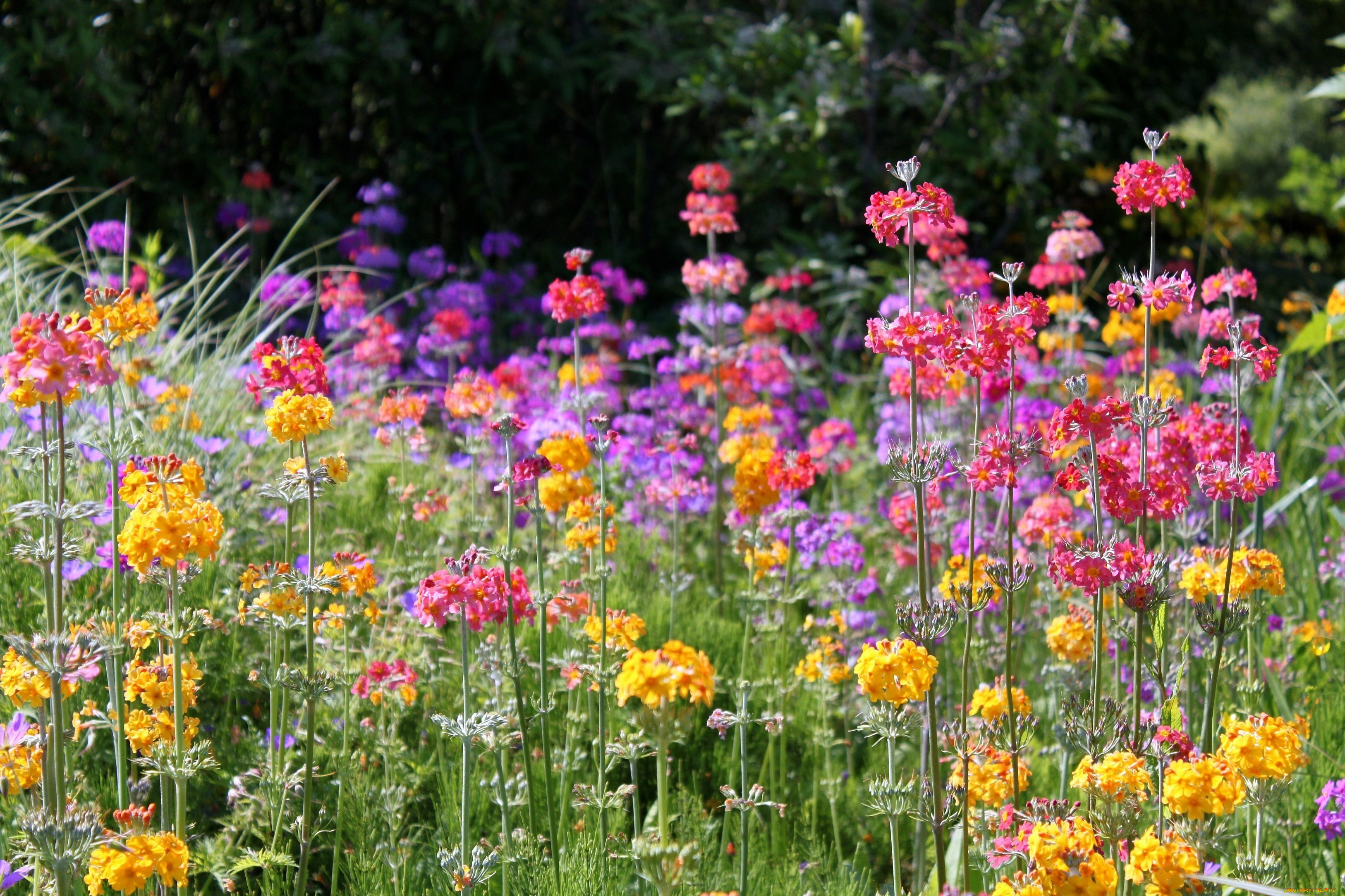 цветы, лантана, вербена, сиреневый, желтый, розовый