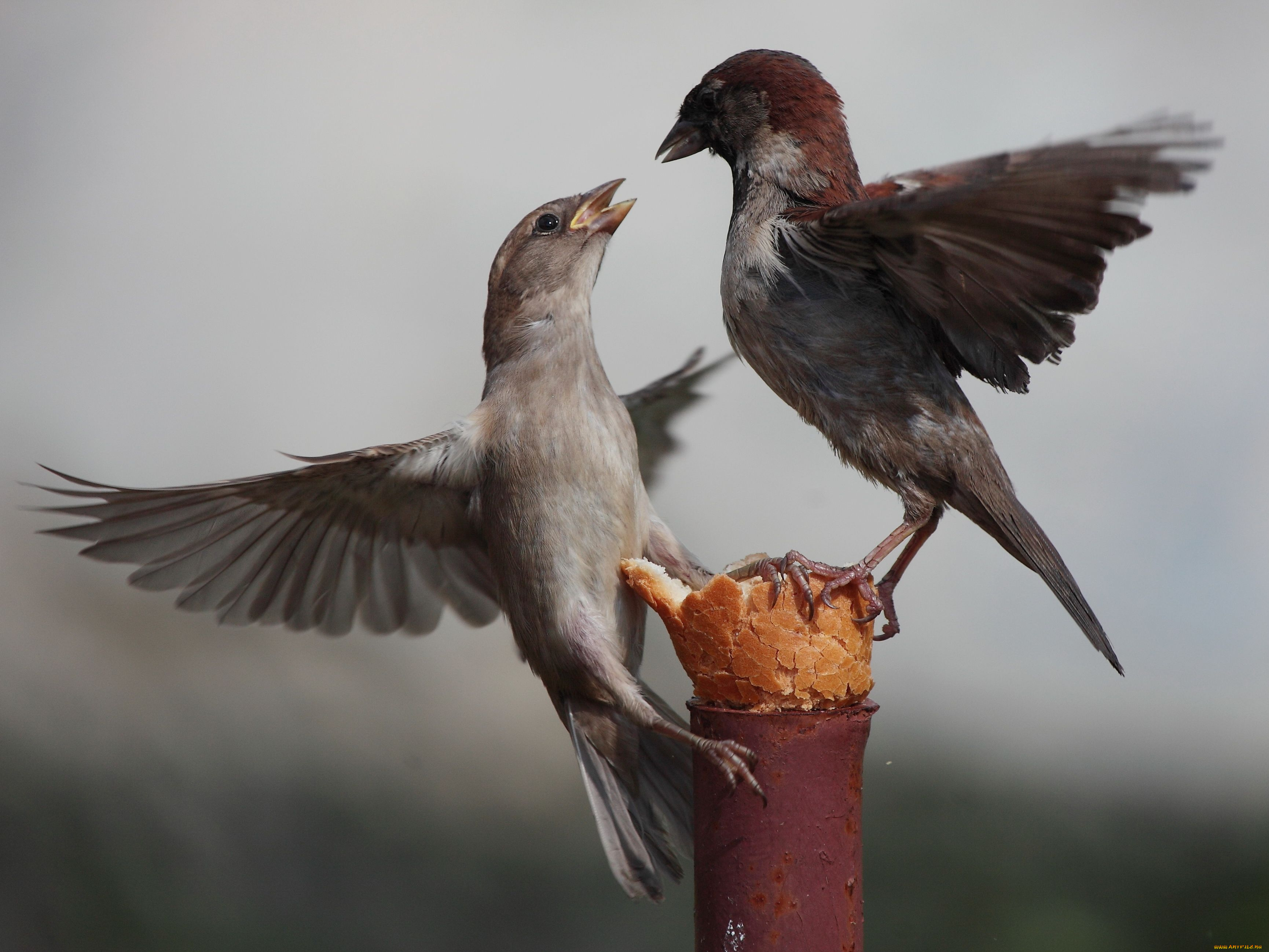 авт, sensэй, животные, воробьи
