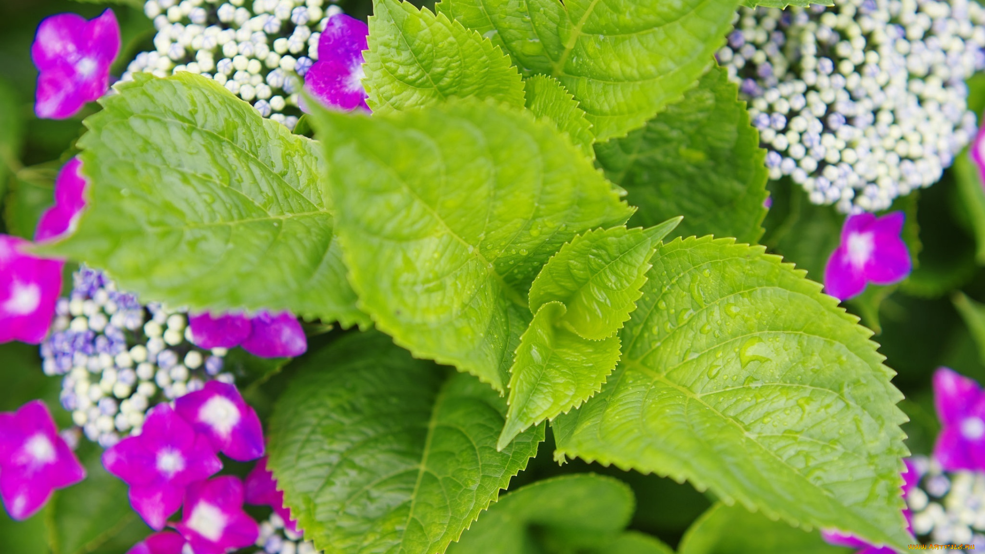 природа, листья, зеленый, яркий, лето, макро, капли