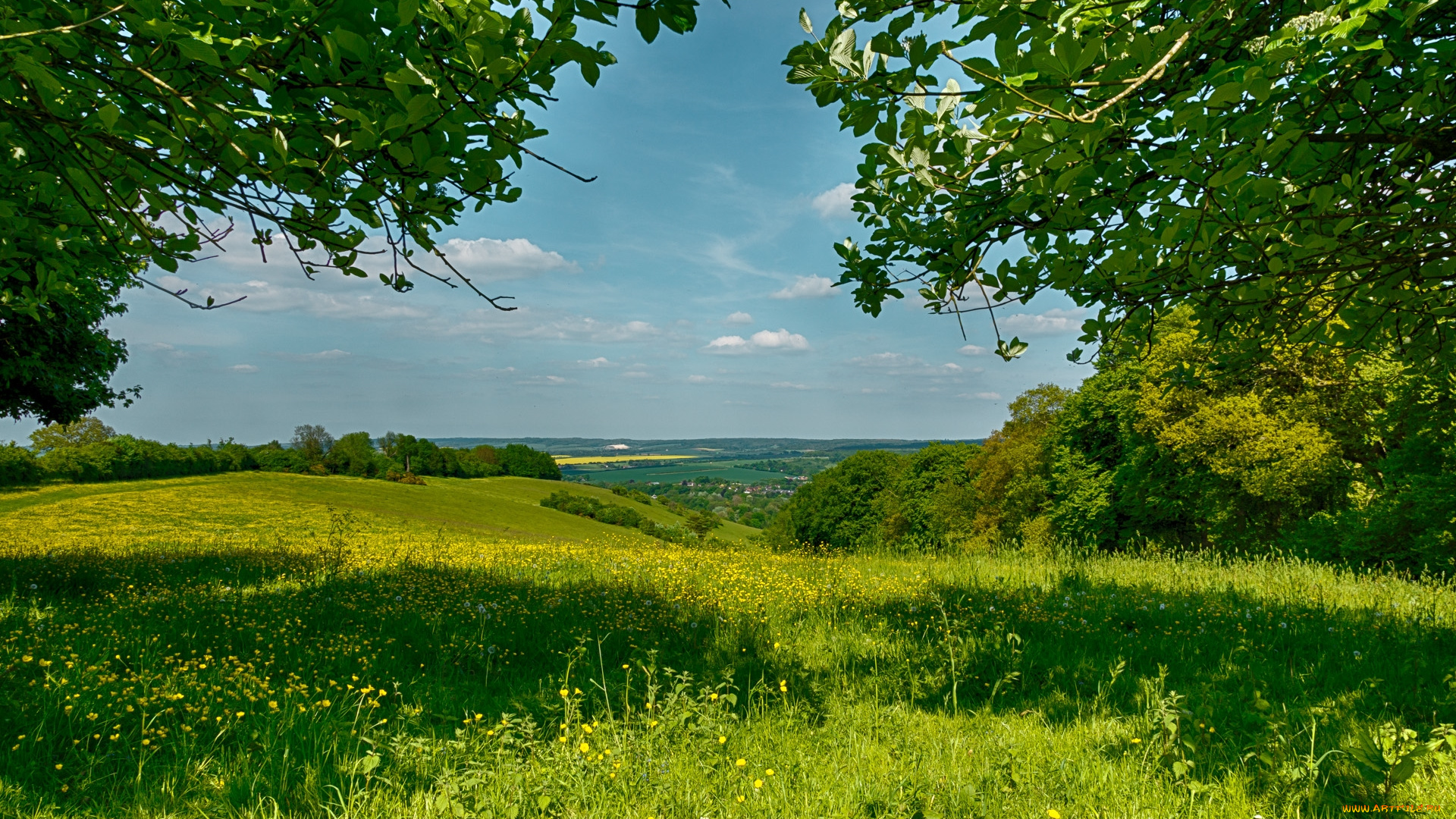 природа, луга, зелень