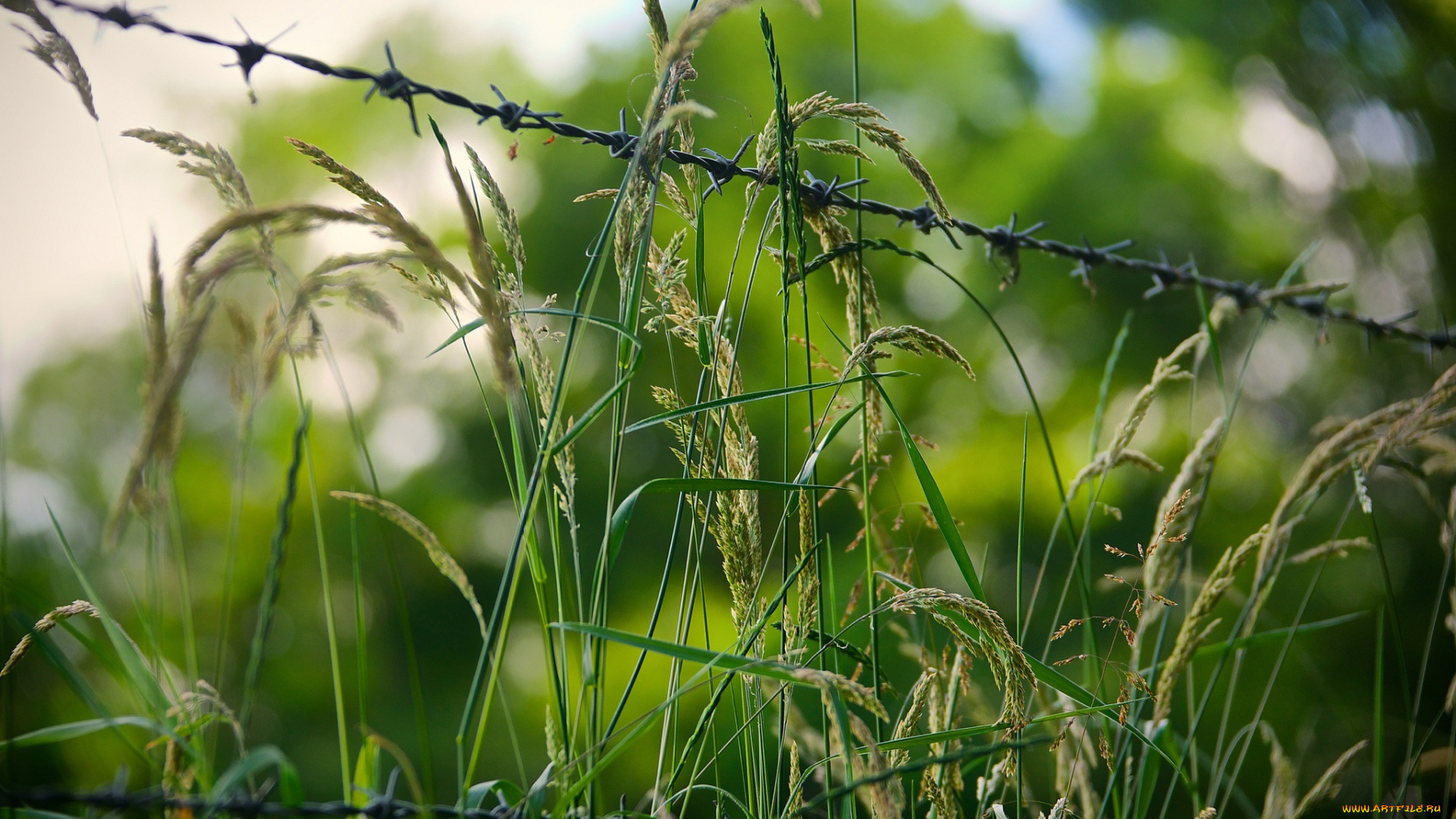 природа, макро, зеленый, колючки, проволока, трава
