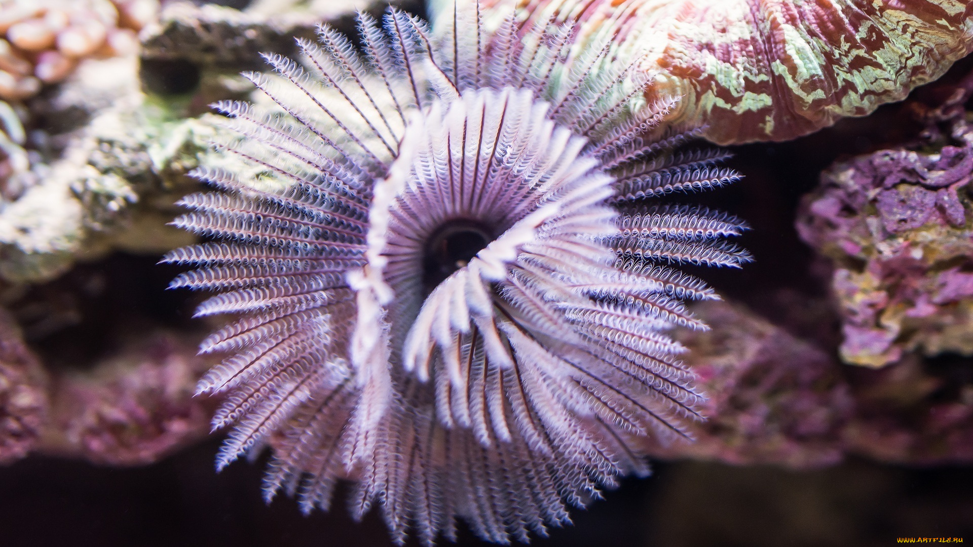 природа, морские, глубины, макро, аквариум