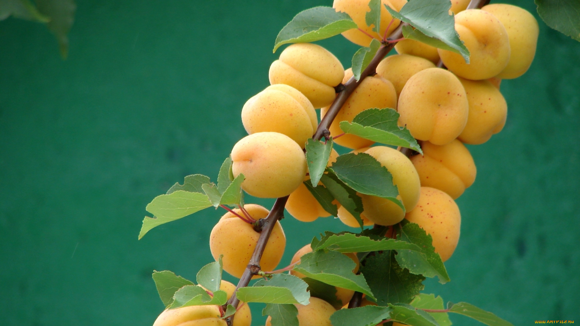 природа, плоды, абрикосы