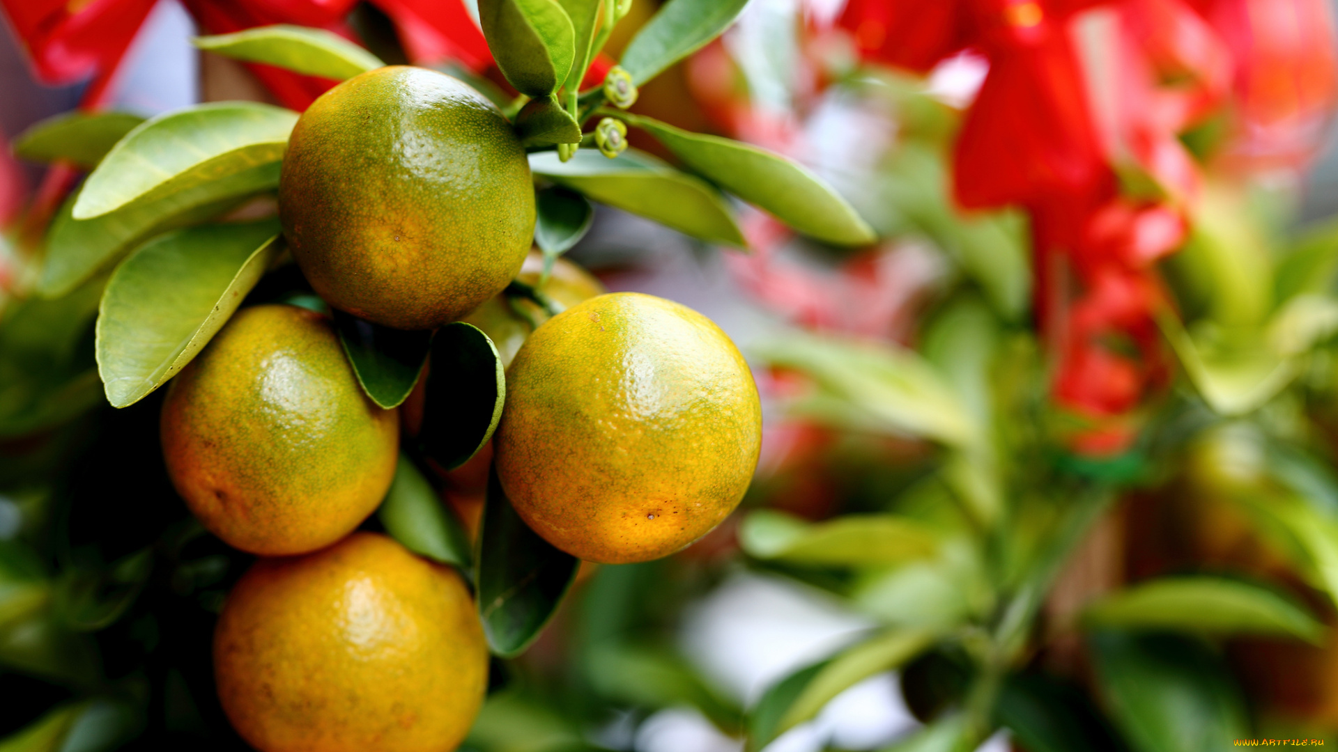 природа, плоды, цитрусы, дерево, мандарины