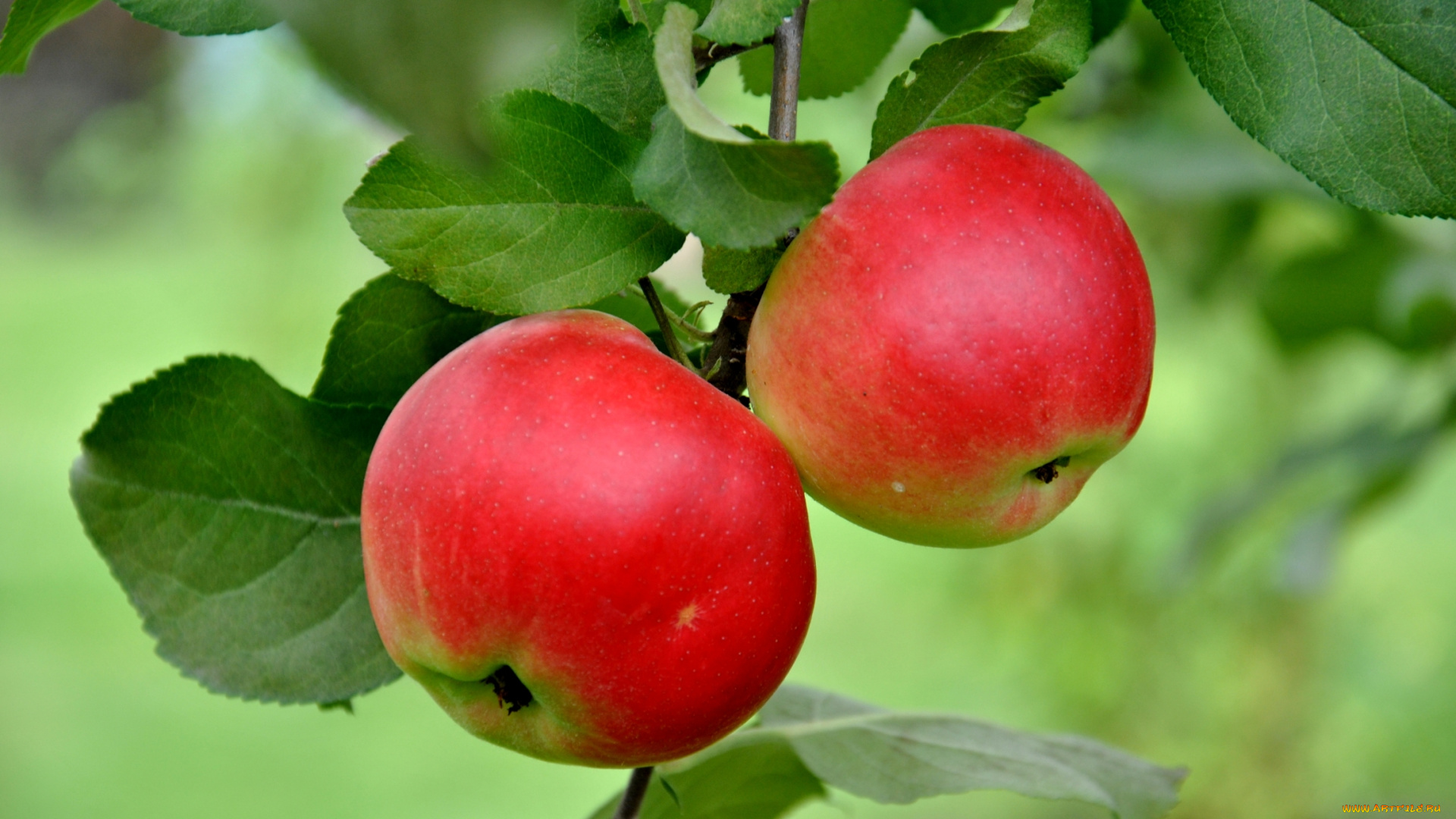 природа, плоды, яблоки