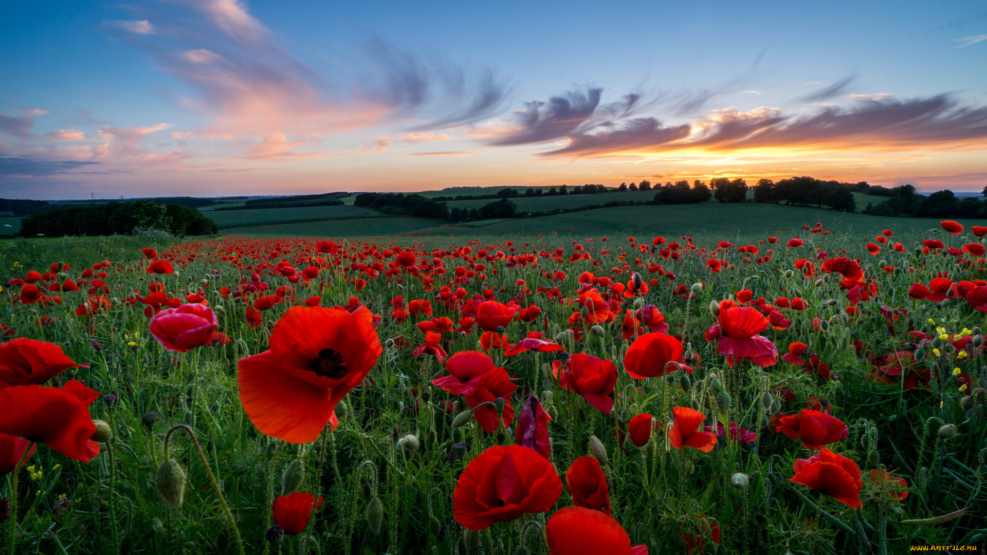 природа, поля, деревья, трава, холмы, лепестки, цветы, облака, небо, красные, маки, вечер, закат