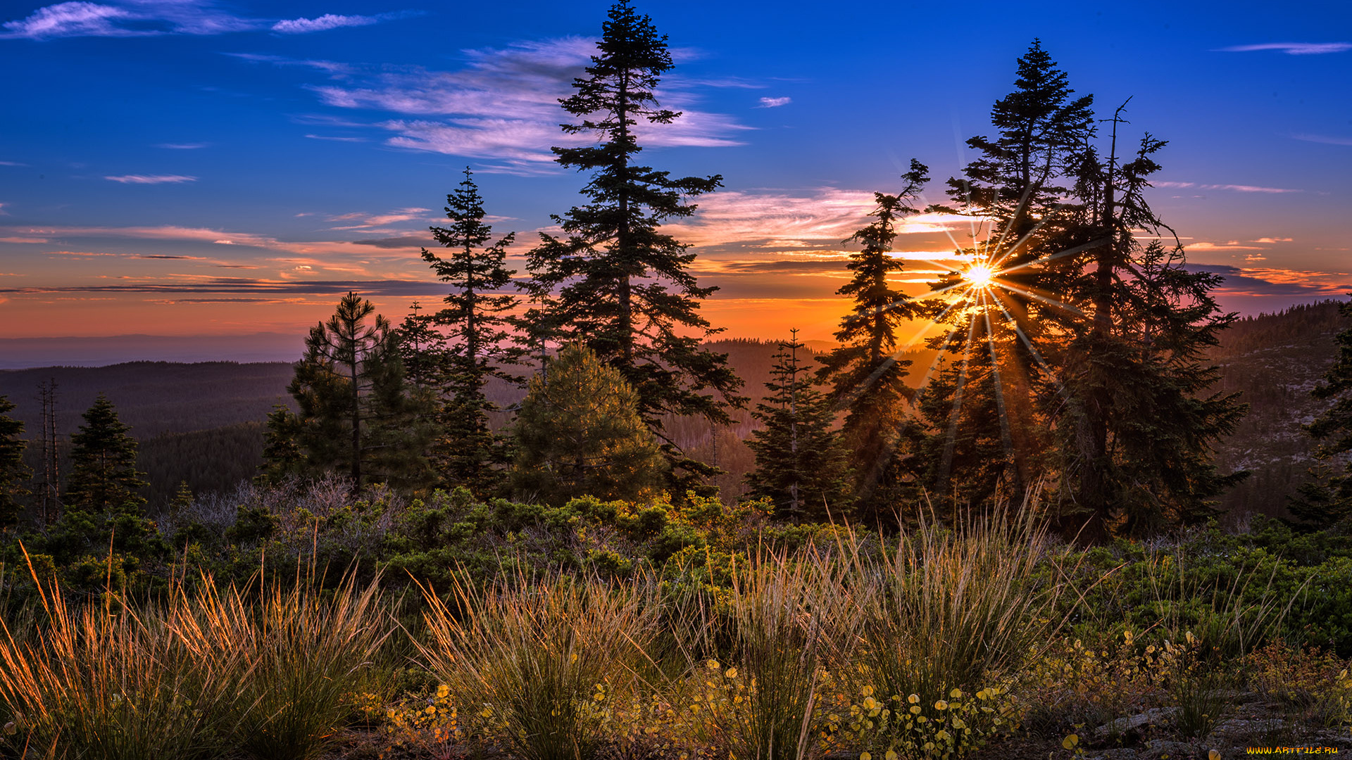 природа, восходы, закаты, цветы, трава, луг, солнце, ели