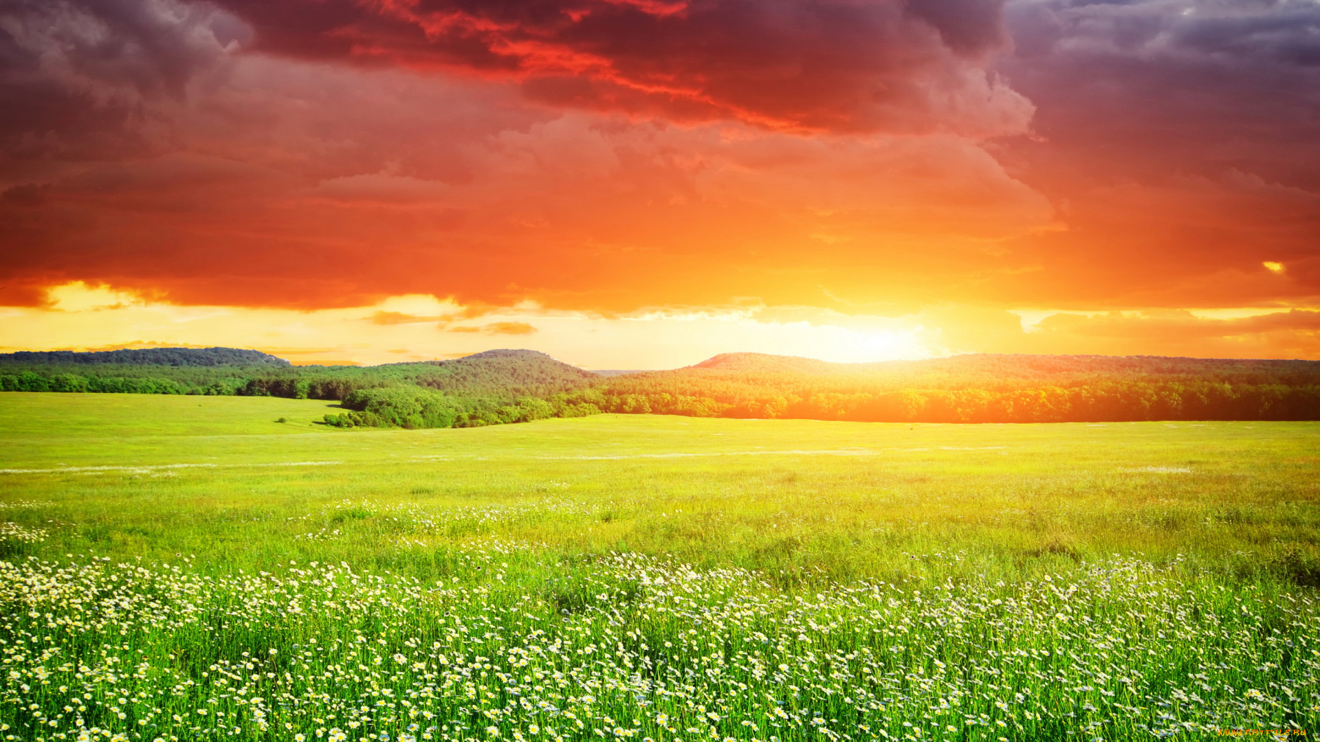 природа, восходы, закаты, поля, цветы, закат, пейзаж
