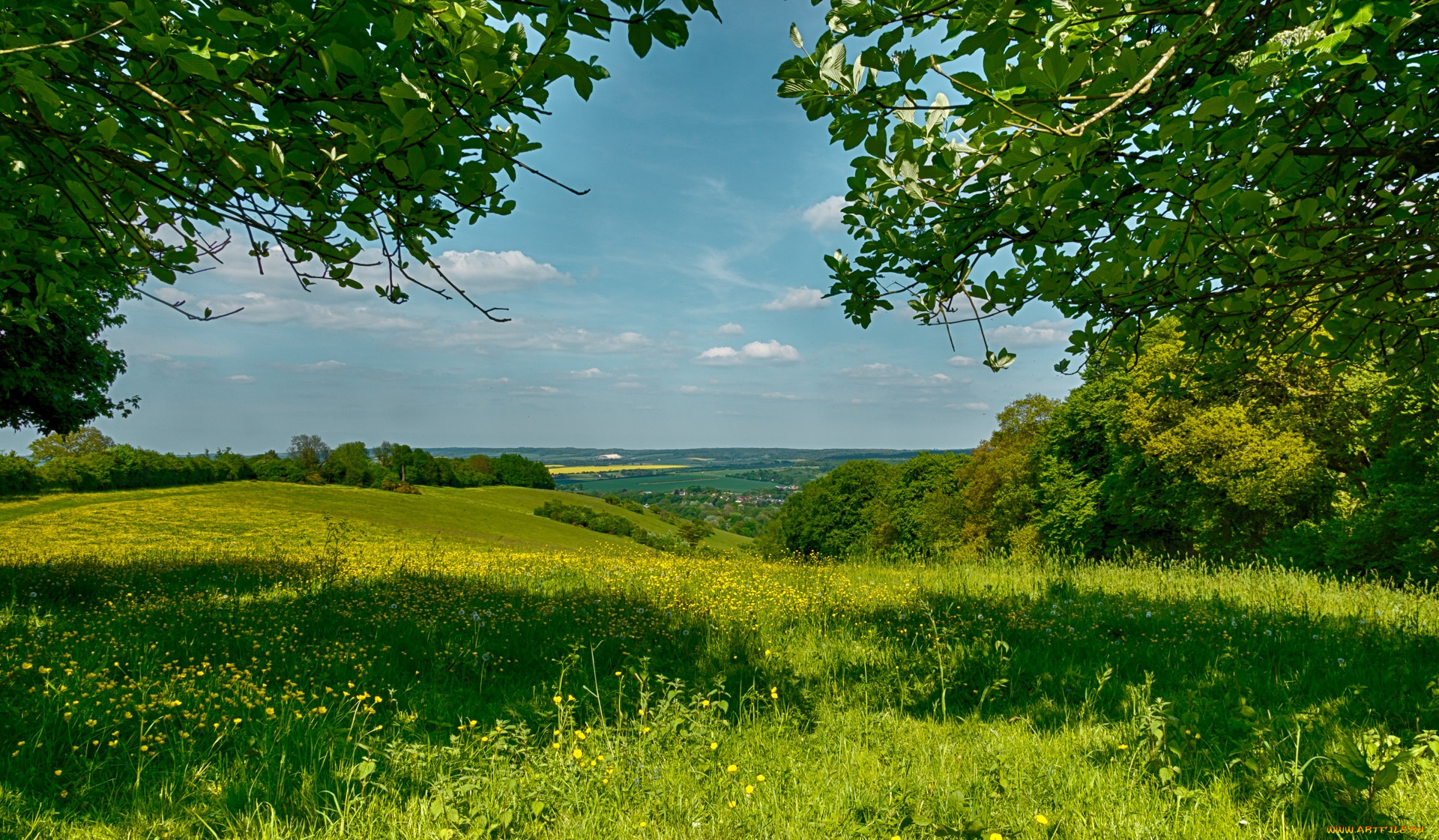 природа, луга, зелень