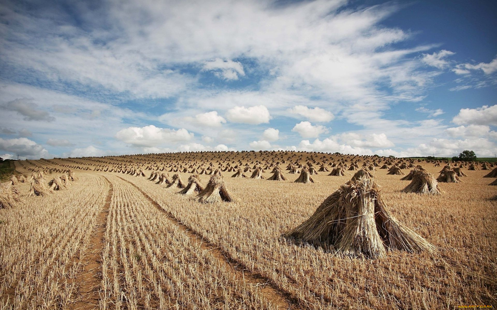 природа, поля, пшеница