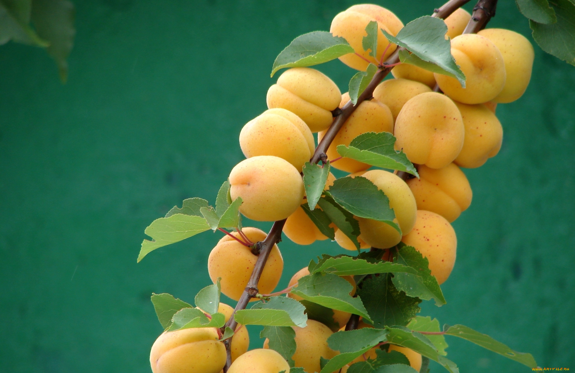 природа, плоды, абрикосы