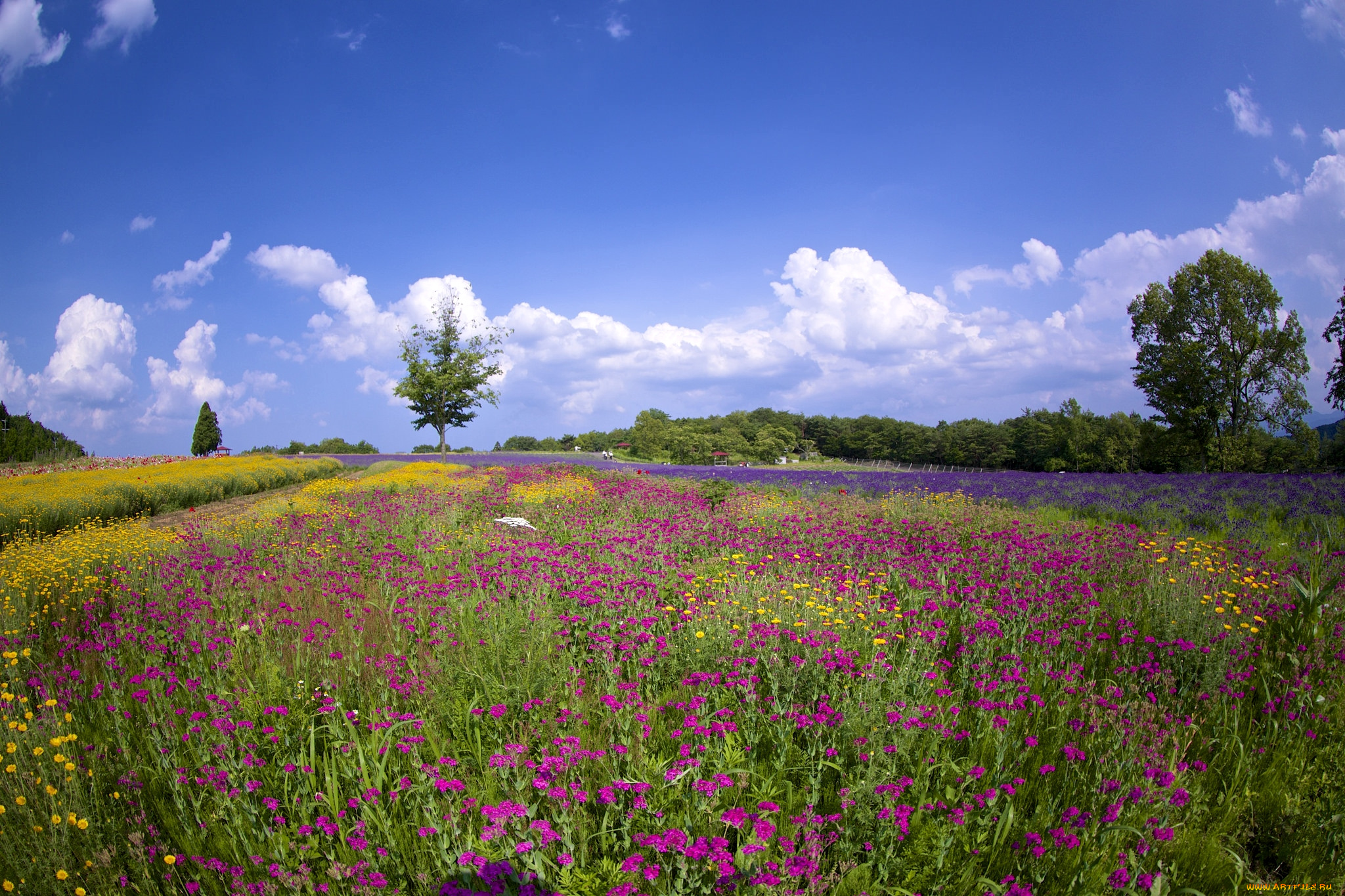 природа, луга, небо, маки
