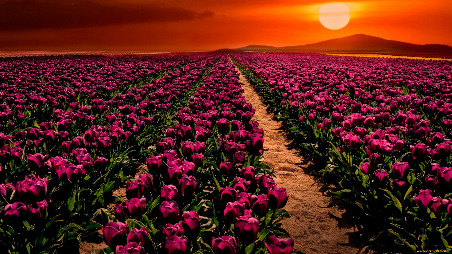 цветы, тюльпаны, закат, cumra, поле, konya, turkey, Чумра, конья, турция