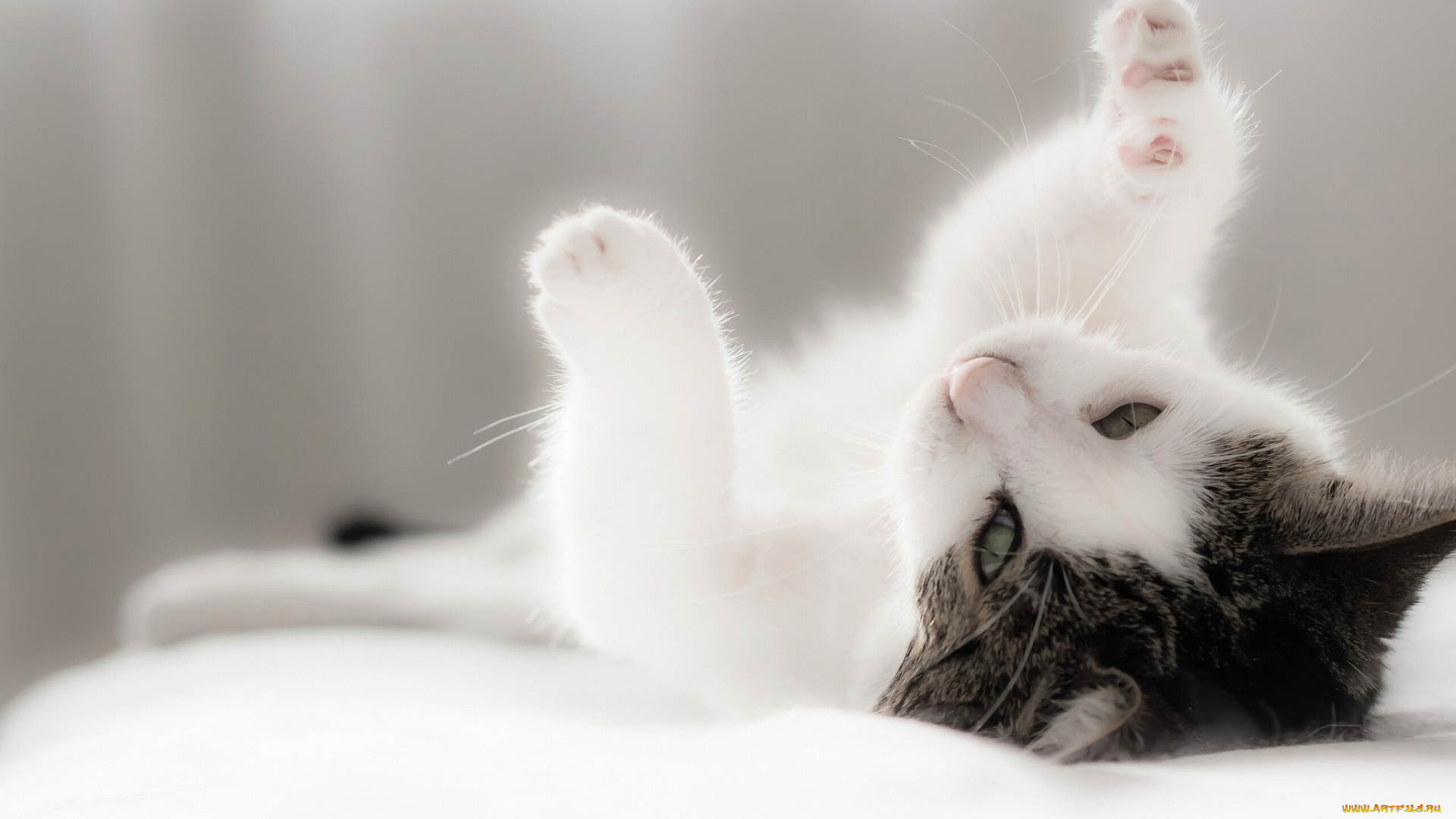 животные, коты, лапки, котейка, кошка, котёнок