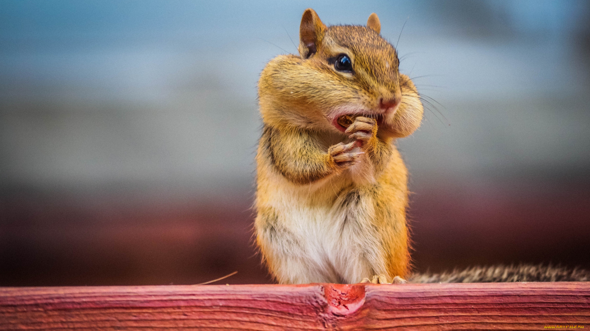 chipmunk, животные, бурундуки, бурундучок