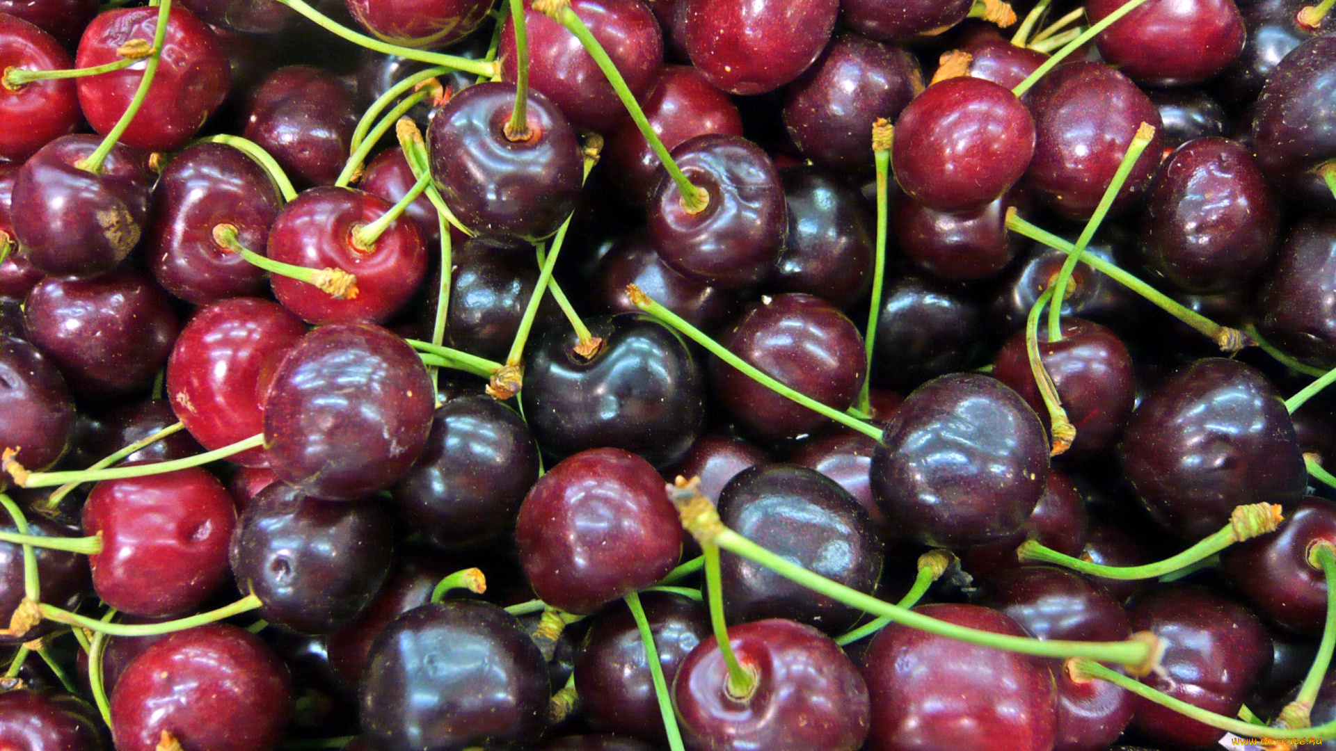 еда, вишня, , черешня, ягоды, много, зрелая