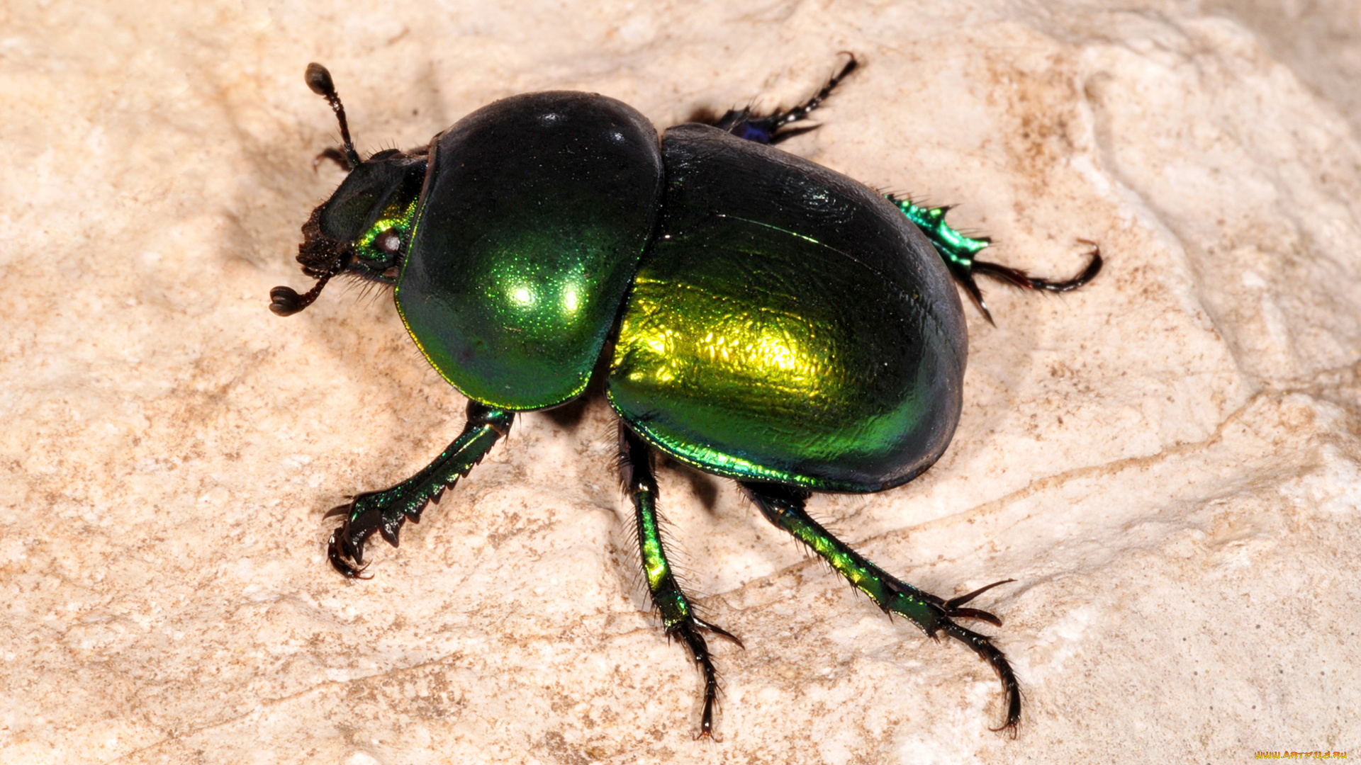 навозник, животные, насекомые, зелёный, насекомое, жук