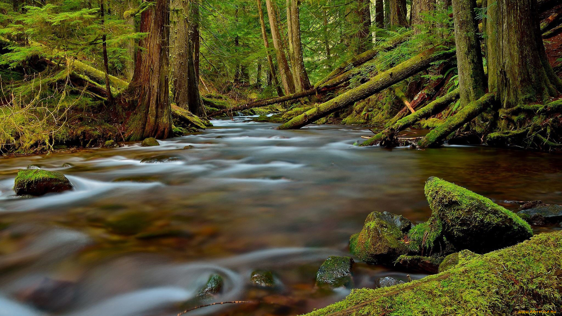 природа, реки, озера, лес, река