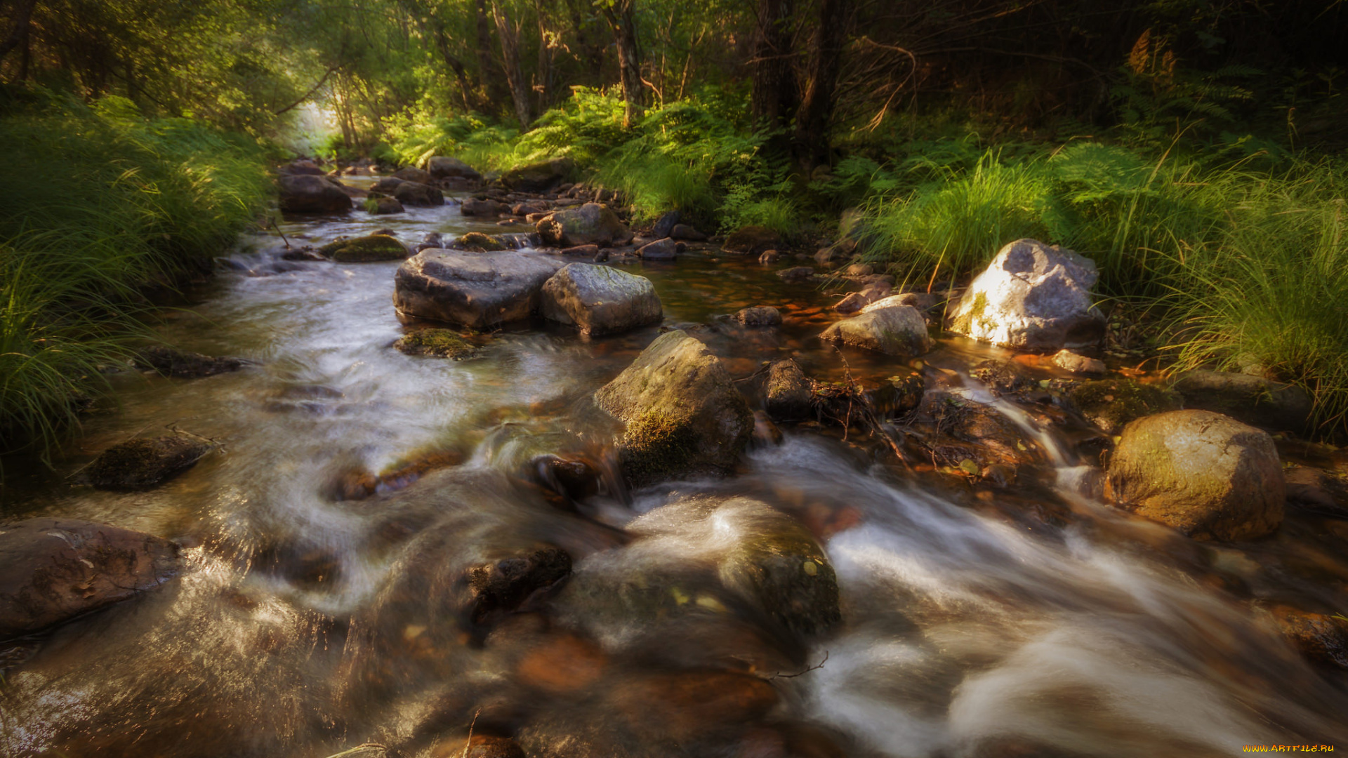 природа, реки, озера, река, лес