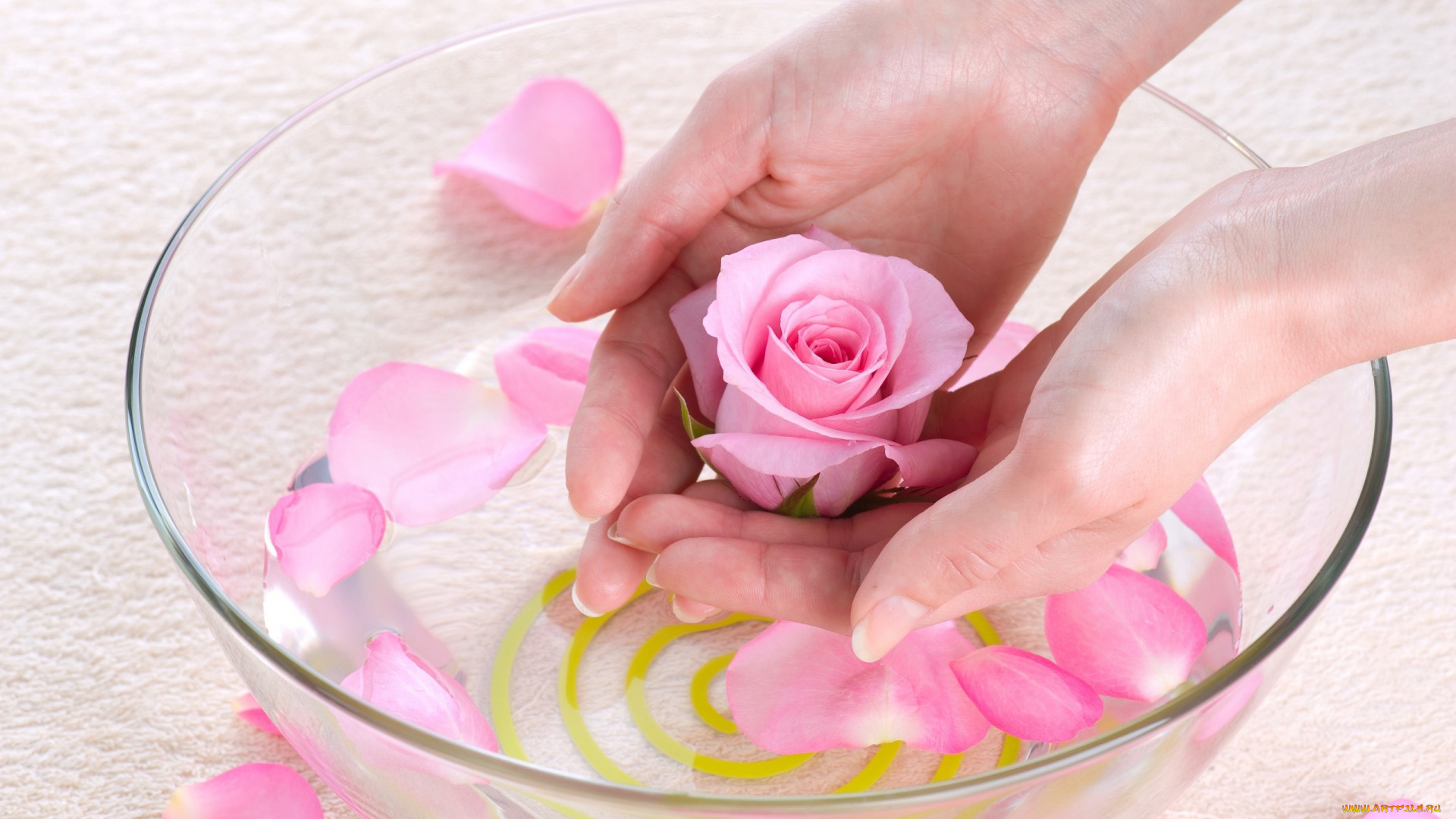 разное, руки, роза, лепестки