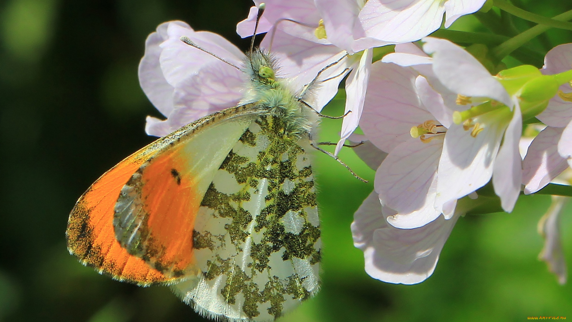 животные, бабочки, , мотыльки, , моли, бабочка