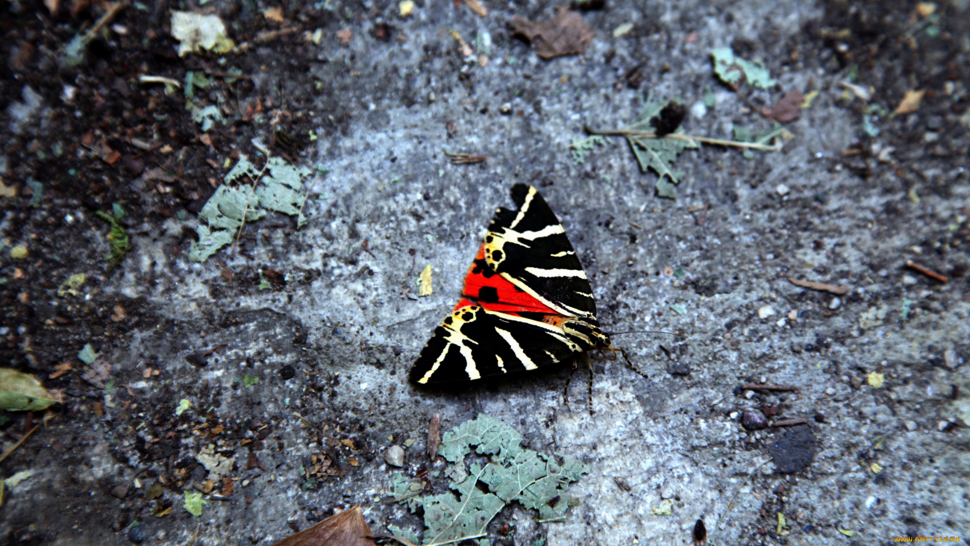 животные, бабочки, , мотыльки, , моли, яркая