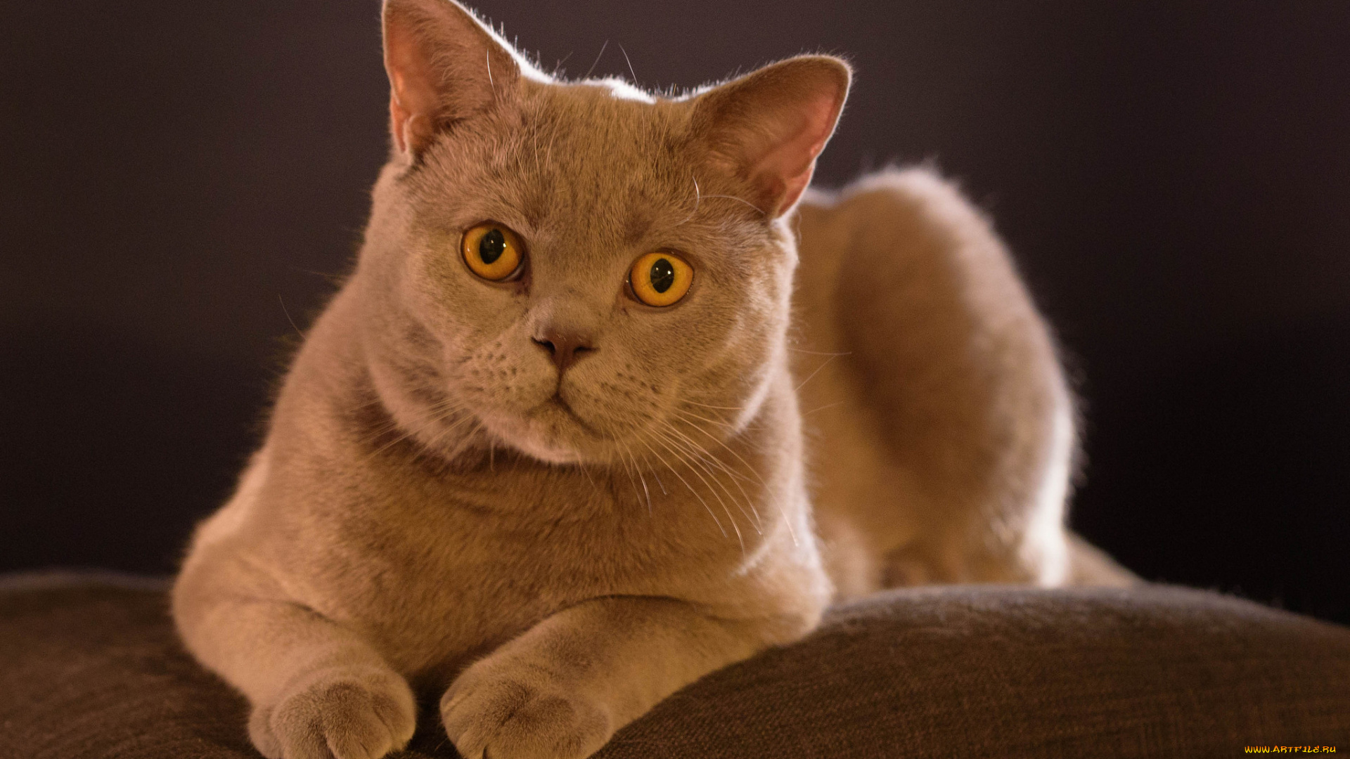 животные, коты, киса