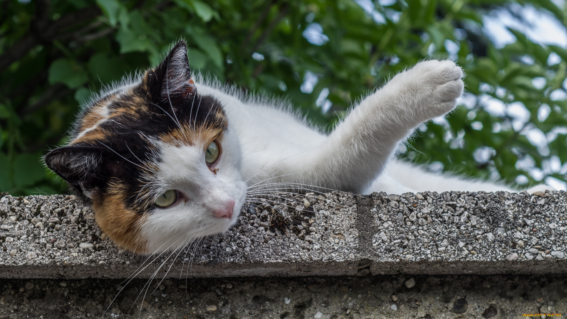 животные, коты, киса