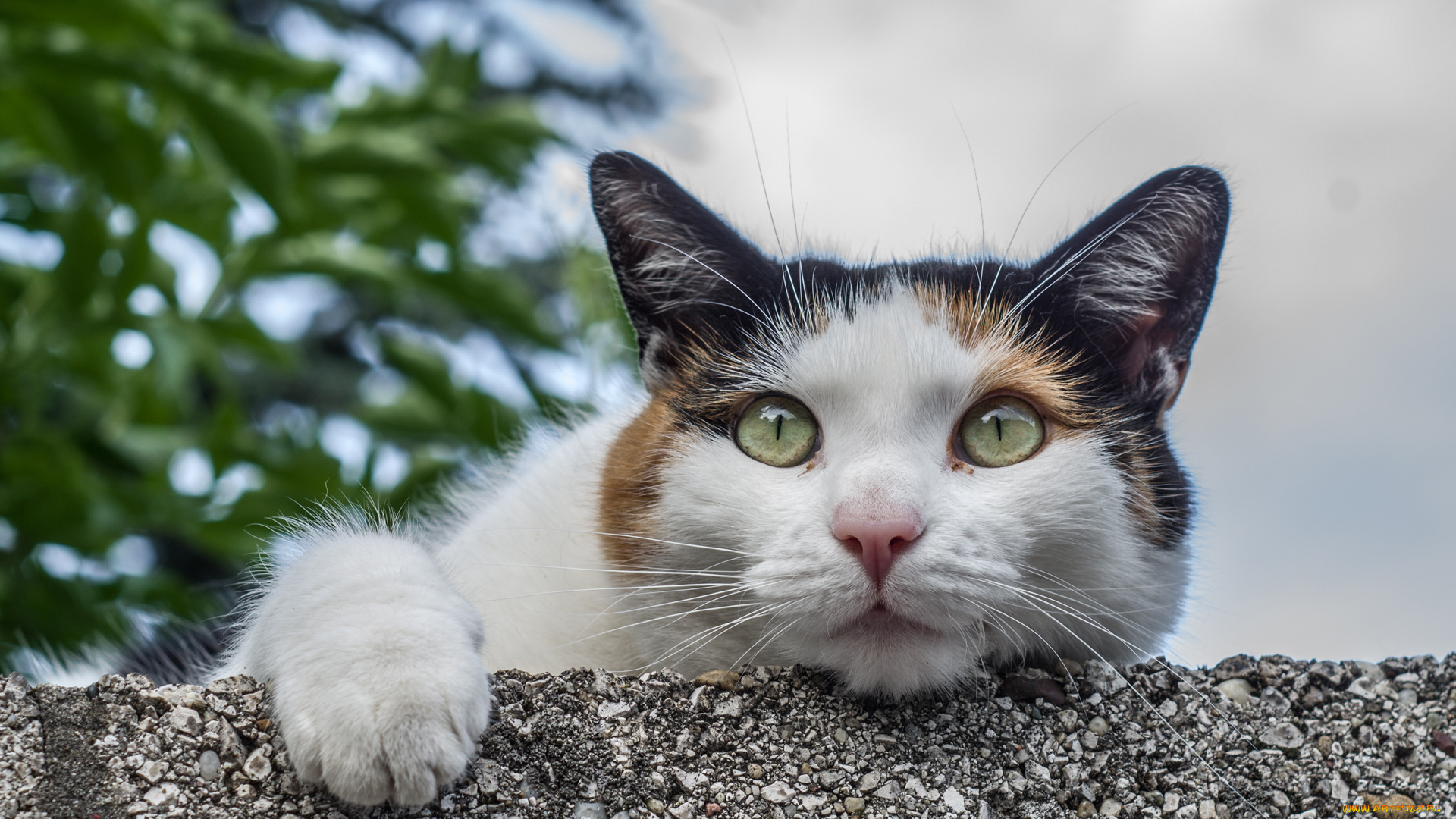 животные, коты, кошка