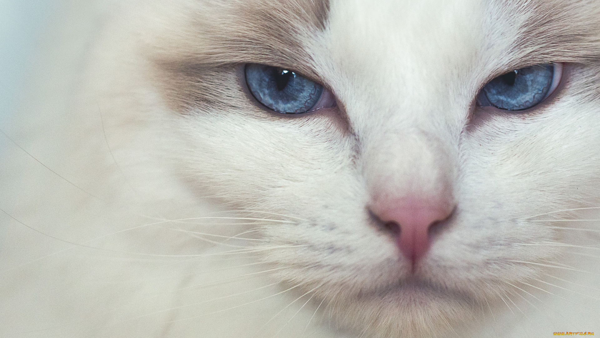 животные, коты, кошка