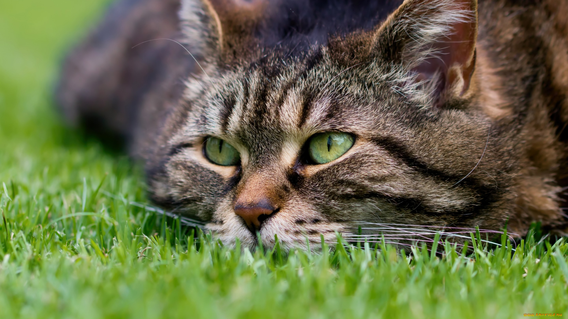 животные, коты, кот