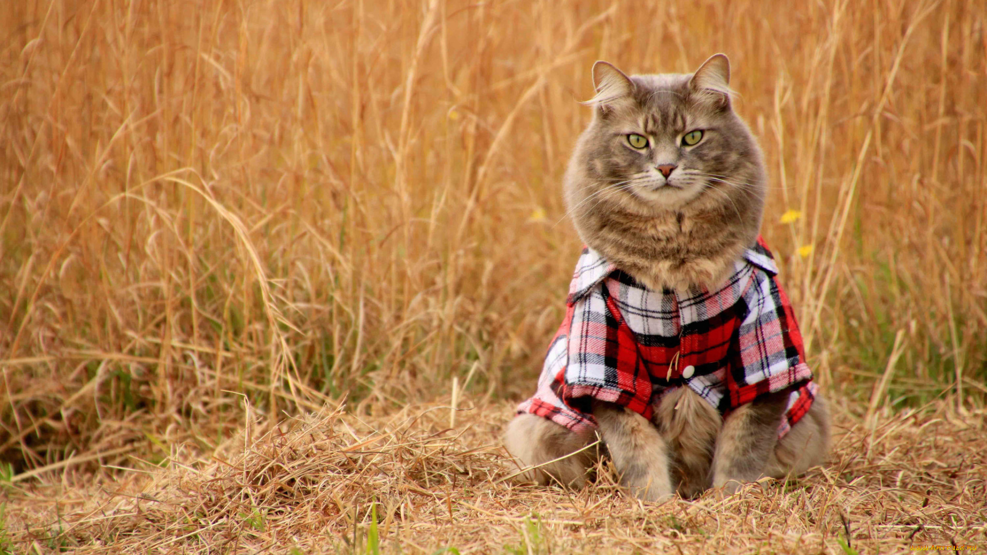 животные, коты, кот